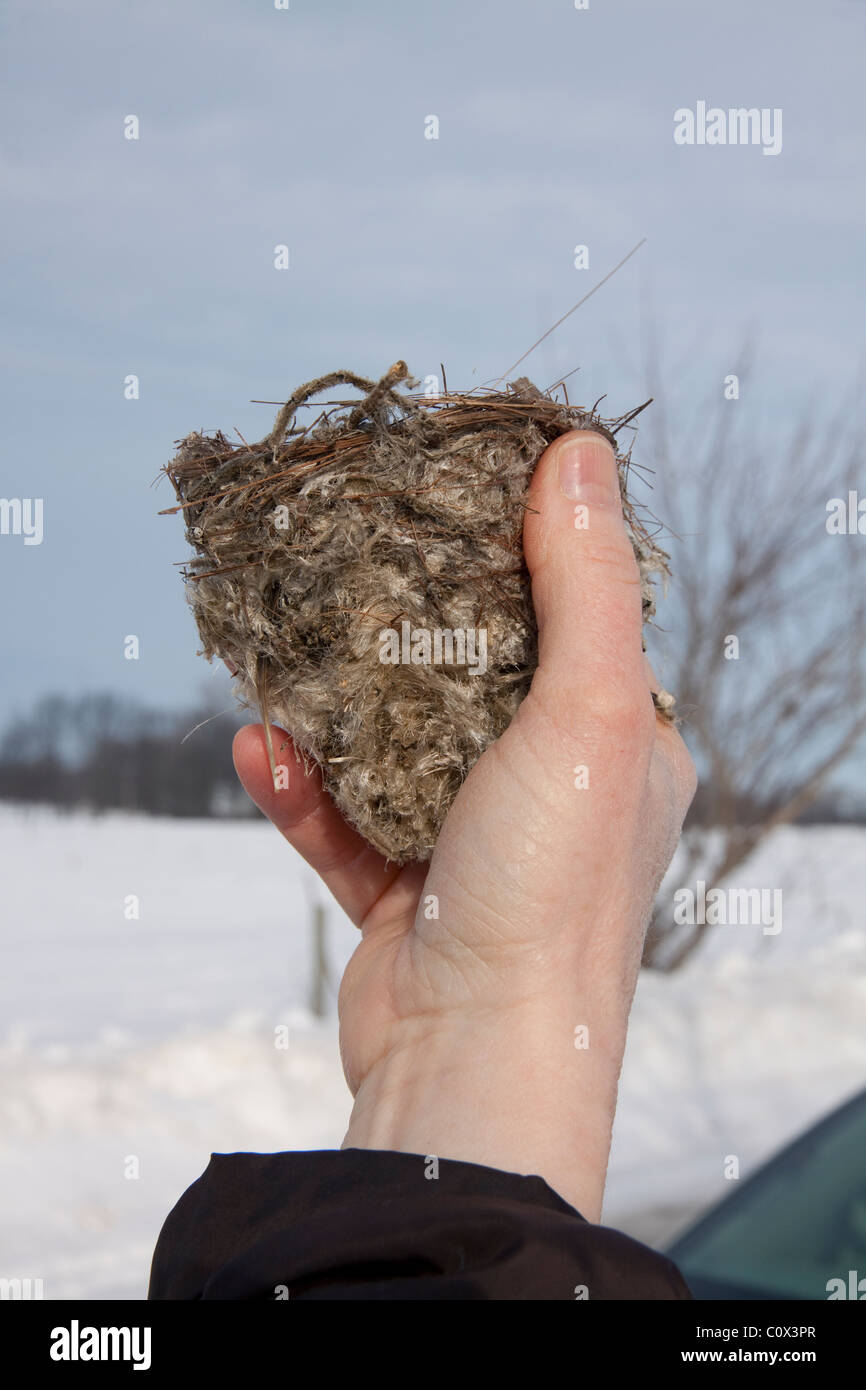 Vogel-Nest Winter Michigan USA Stockfoto