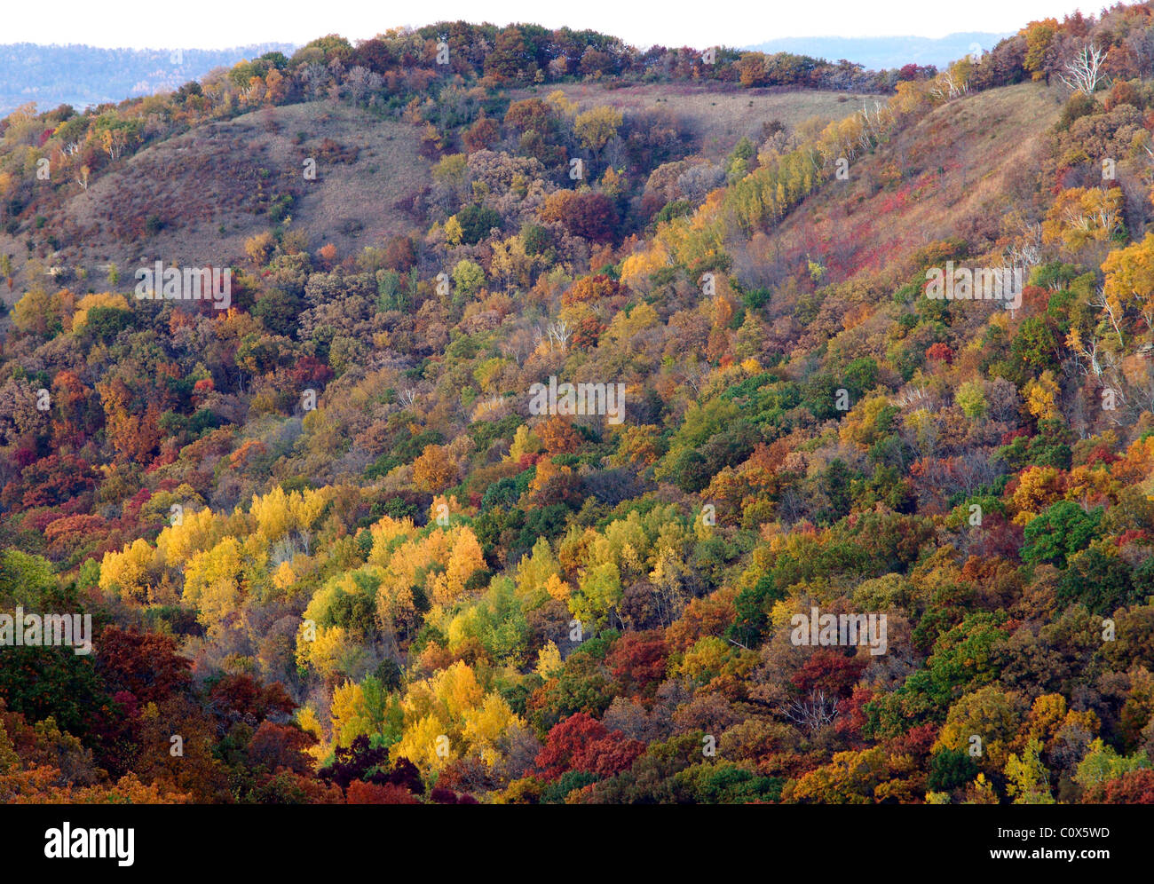 Klippen im Herbst, Great River Bluffs State Park, Winona County, Minnesota Stockfoto