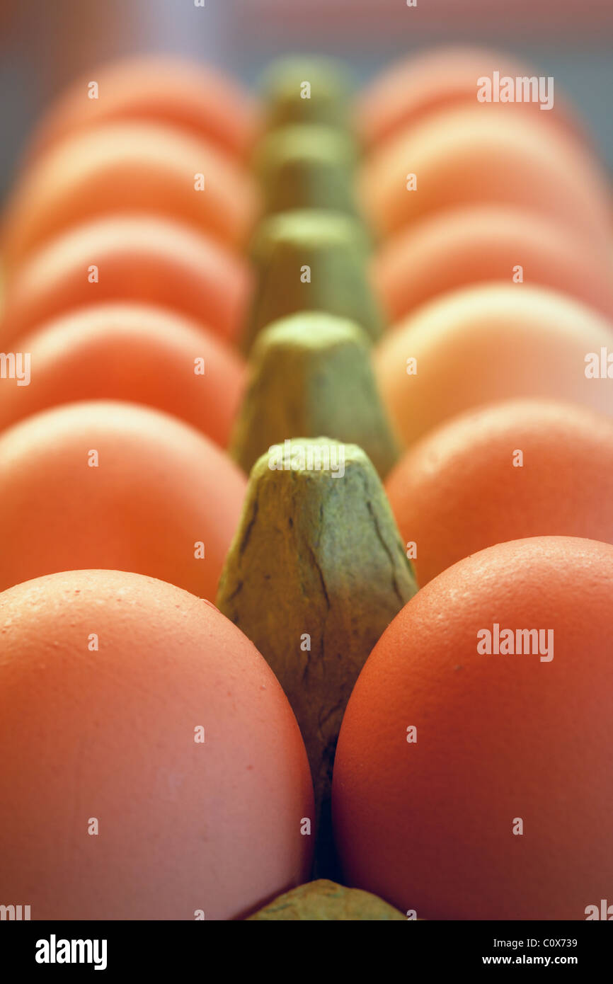 Bio Huhn Freilandeier in grüner Eierkarton. Stockfoto