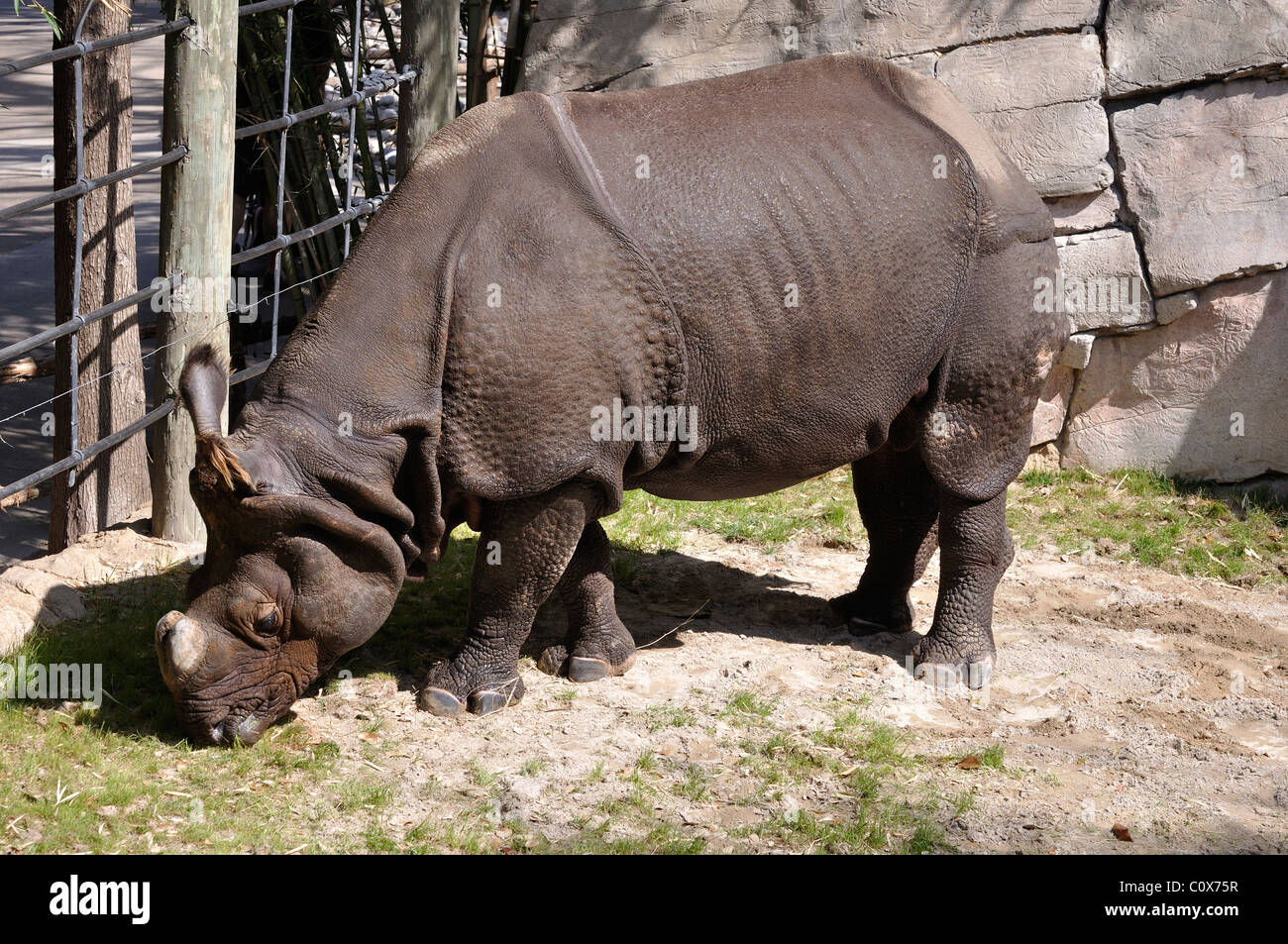 Panzernashorn Stockfoto