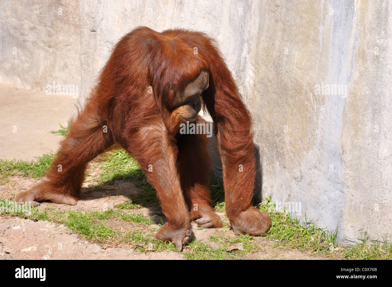 Orang-Utan Stockfoto