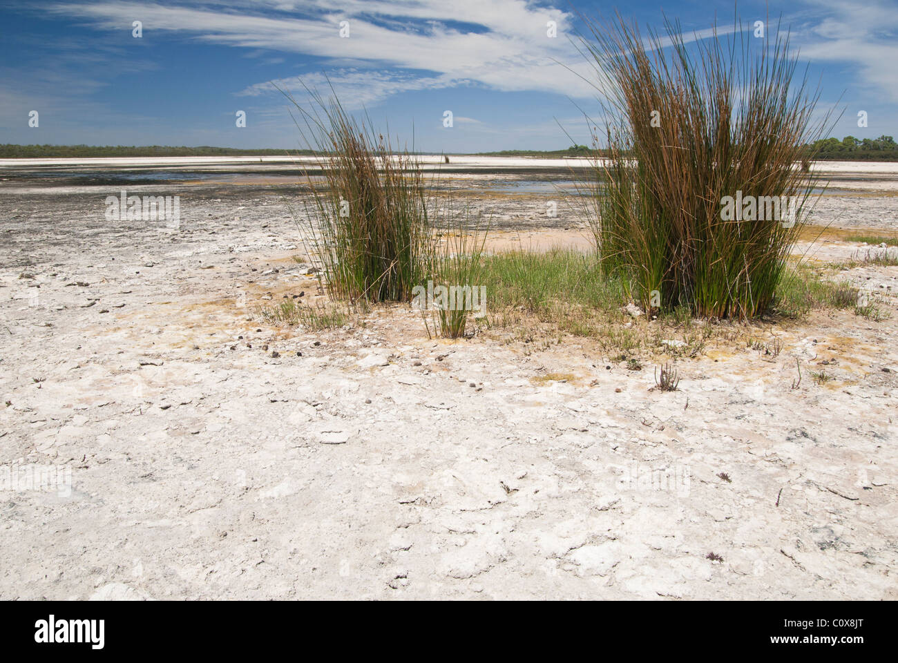 Salz tolerant Rasen wachsen aus den trockenen Seegrund von See Preston in Western Australia Stockfoto