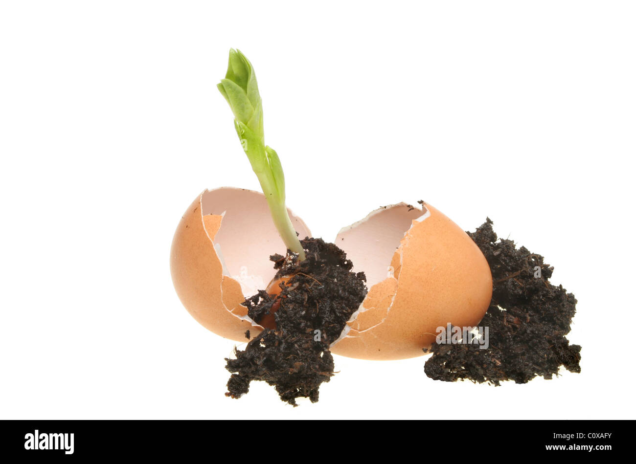 Neuen Lebenskonzept, das ein Keimling-Pflanze, die aus einem Ei und Boden Stockfoto