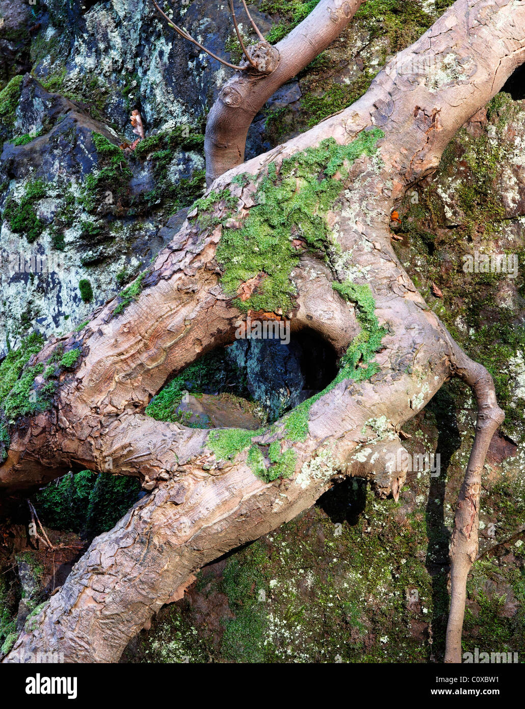 Baumwurzel. Glen Alva, Alva, Clackmannanshire, Schottland, UK Stockfoto