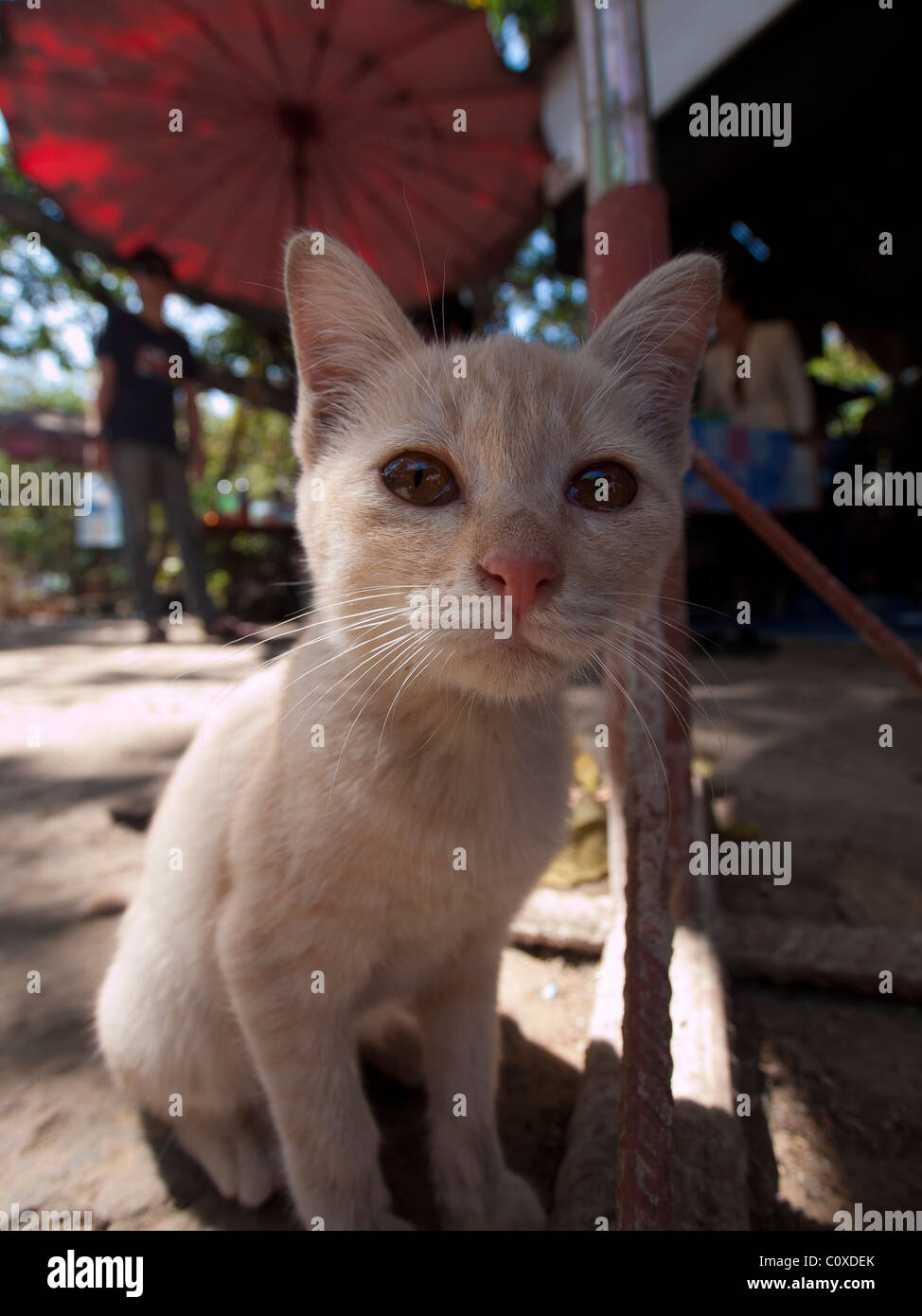 Eine streunende Katze, die auf der Suche verloren in einem Tempel Stockfoto