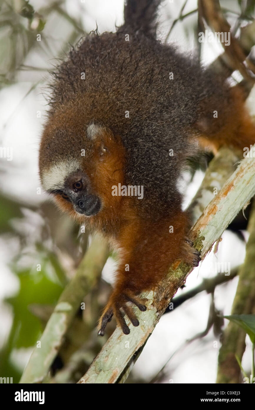 Altrosa Titi Monkey - La Selva Jungle Lodge, Amazonas-Region, Ecuador Stockfoto