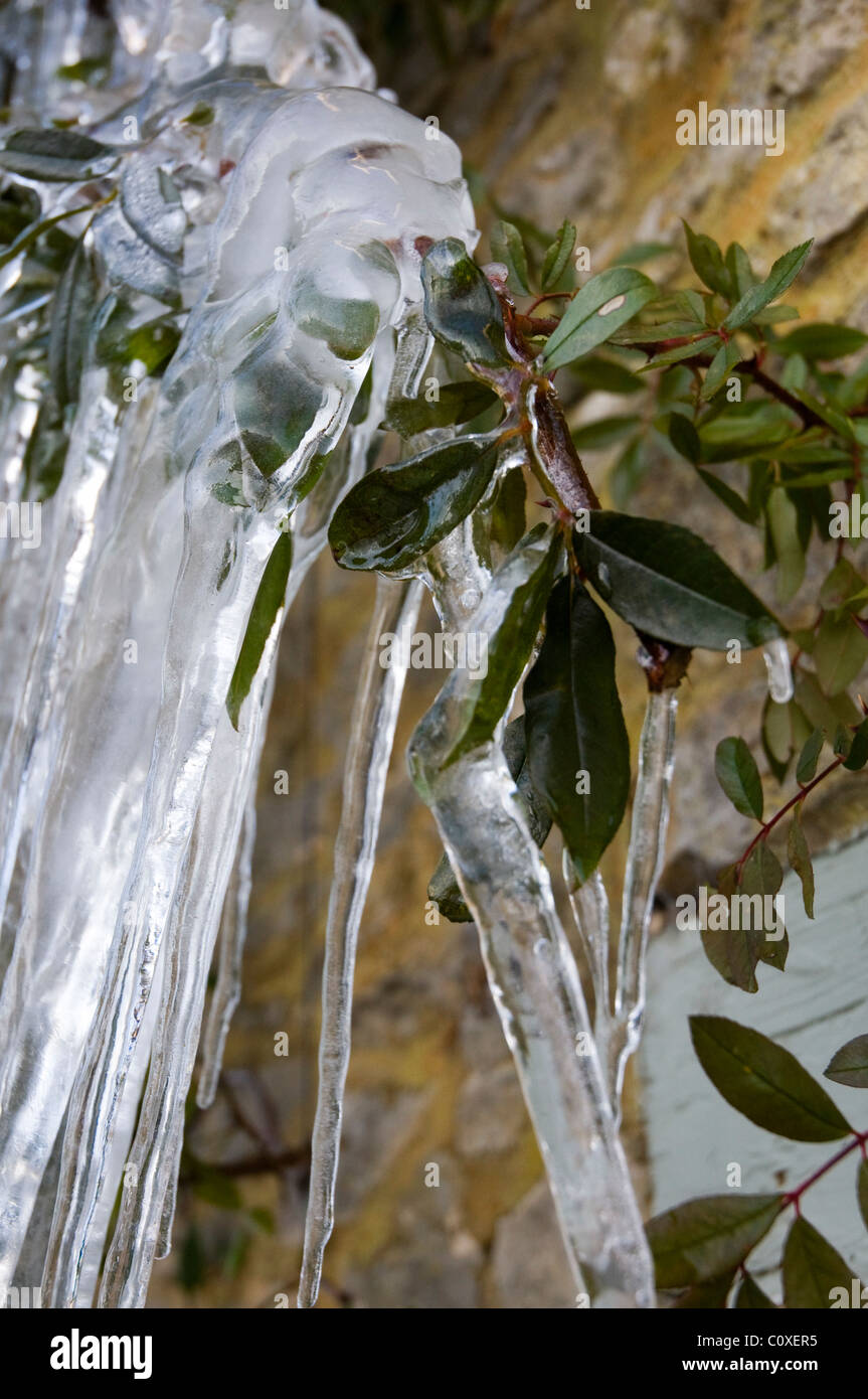 lange Eiszapfen auf einem Zwergmispel Busch in den Tiefen des Winters nach einem langen Kälteeinbruch gebildet. Stockfoto