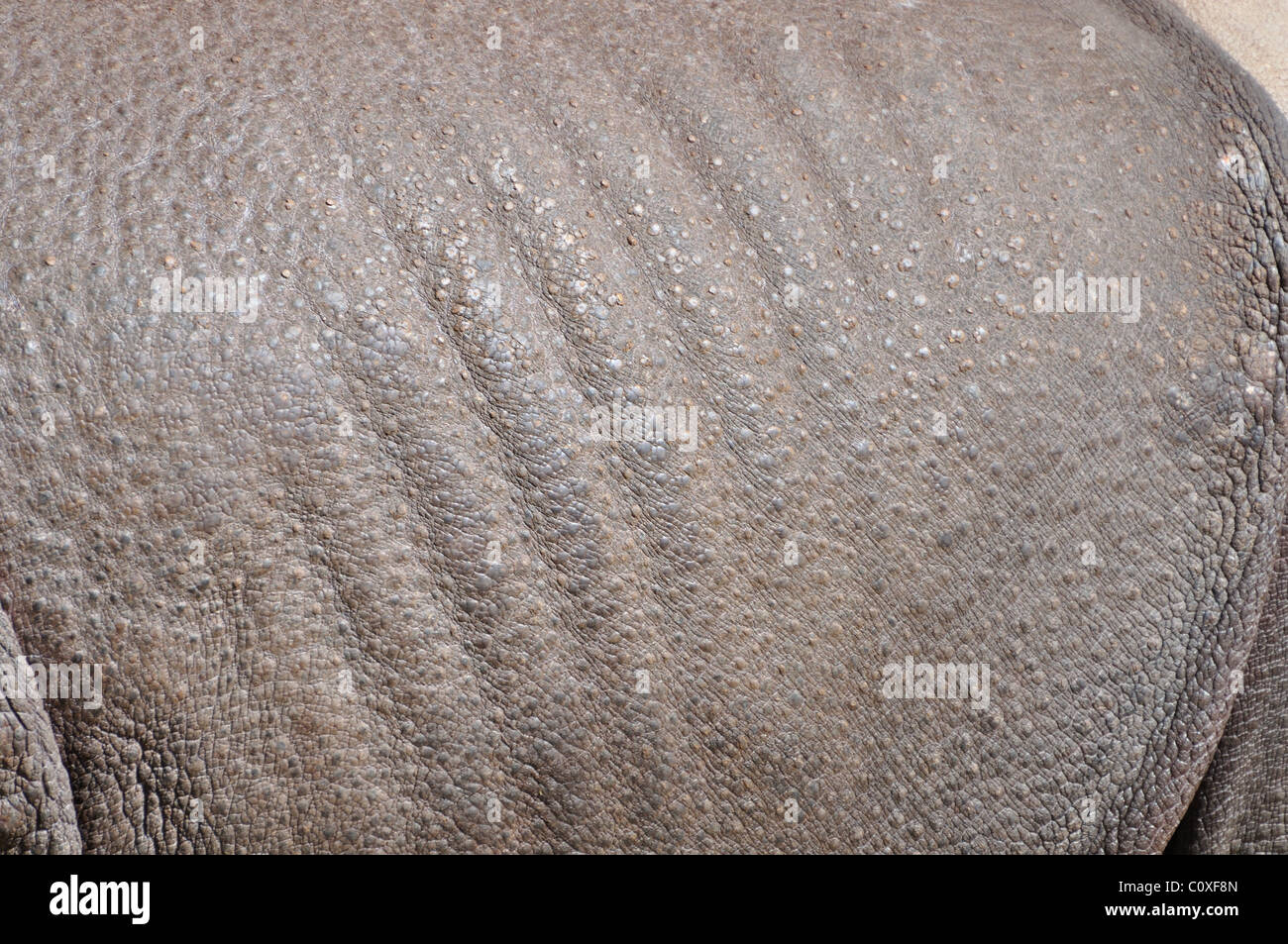 Indischer Rhinoceros Haut Stockfoto