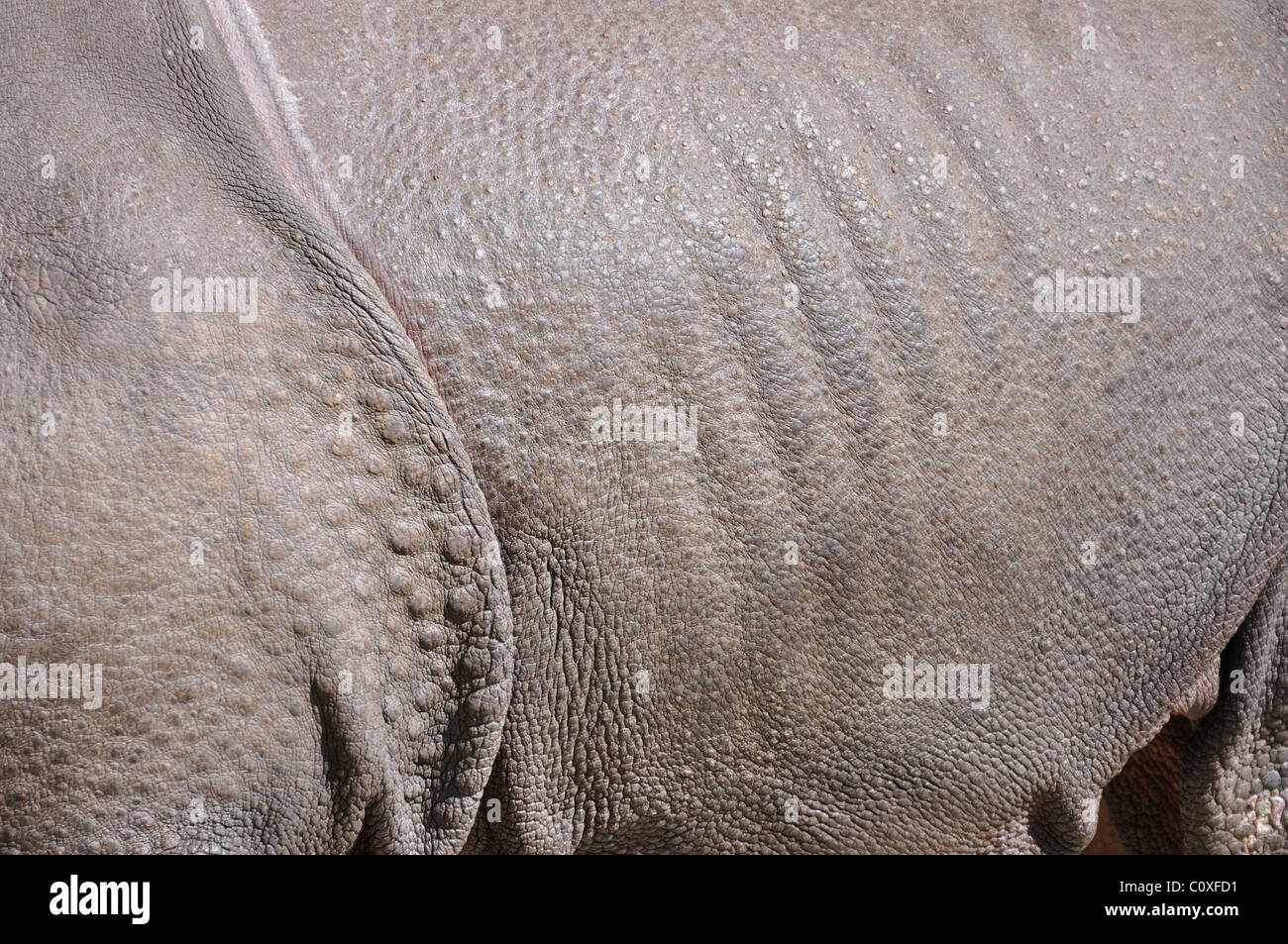 Indischer Rhinoceros Haut Stockfoto
