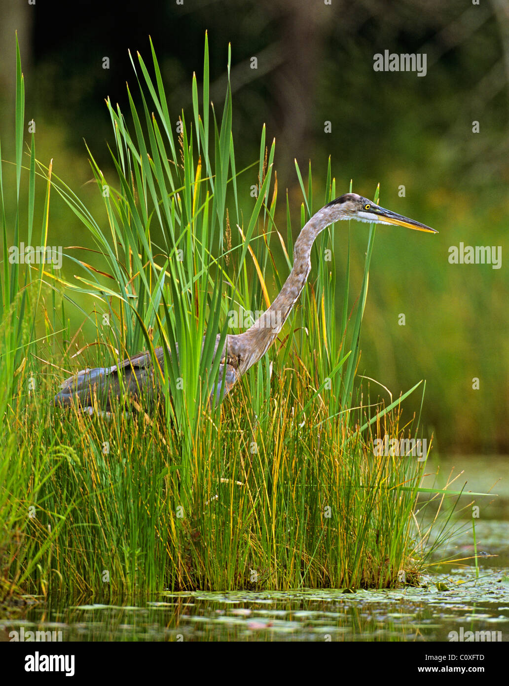 Heron, versteckt im hohen grünen Sumpf Gräser Stockfoto