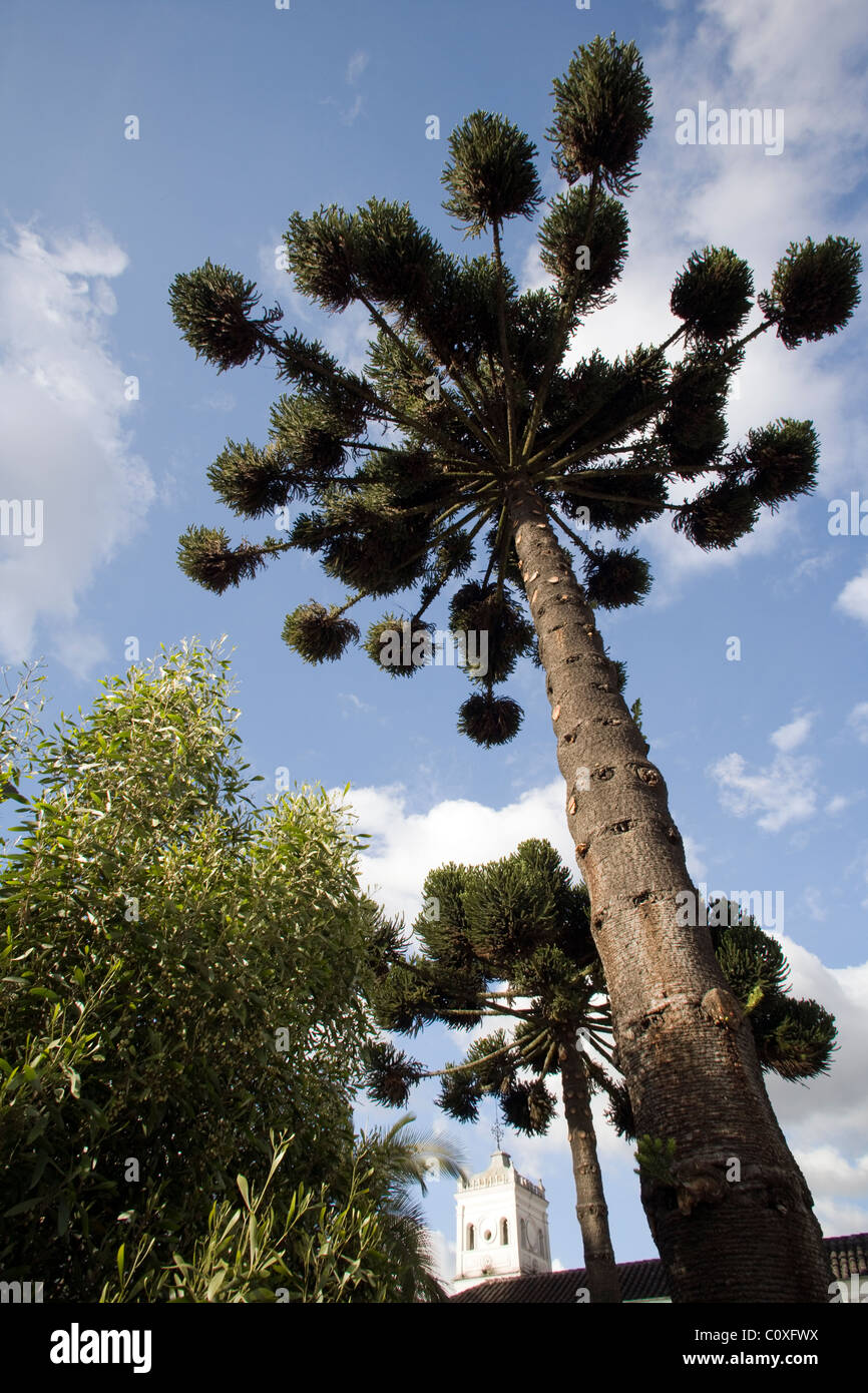 Großer Baum in der Altstadt - Quito, Ecuador Stockfoto