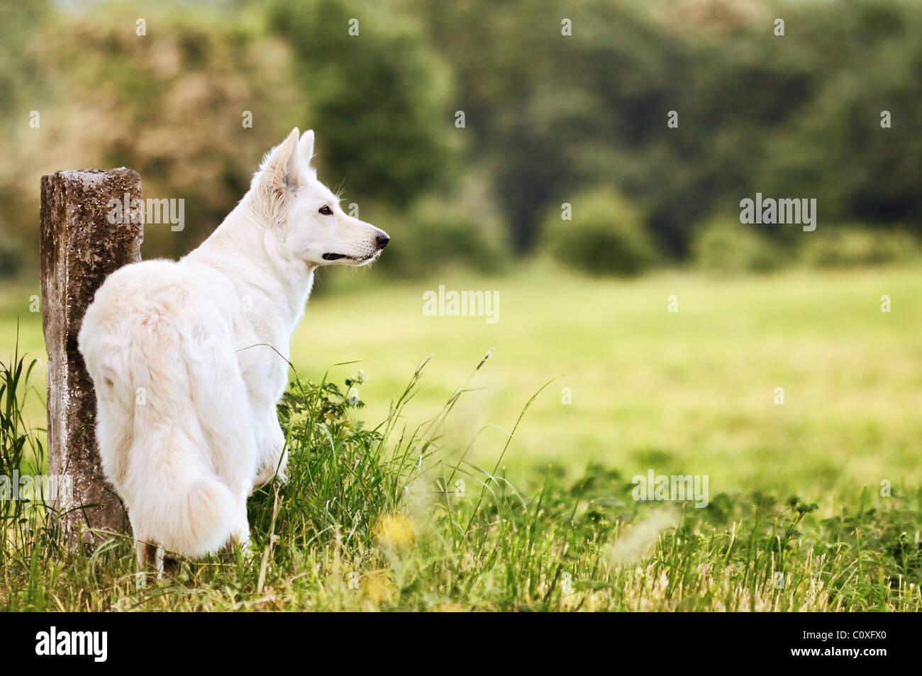 Weiße Schweizer Schäferhund steht auf der Wiese Stockfoto