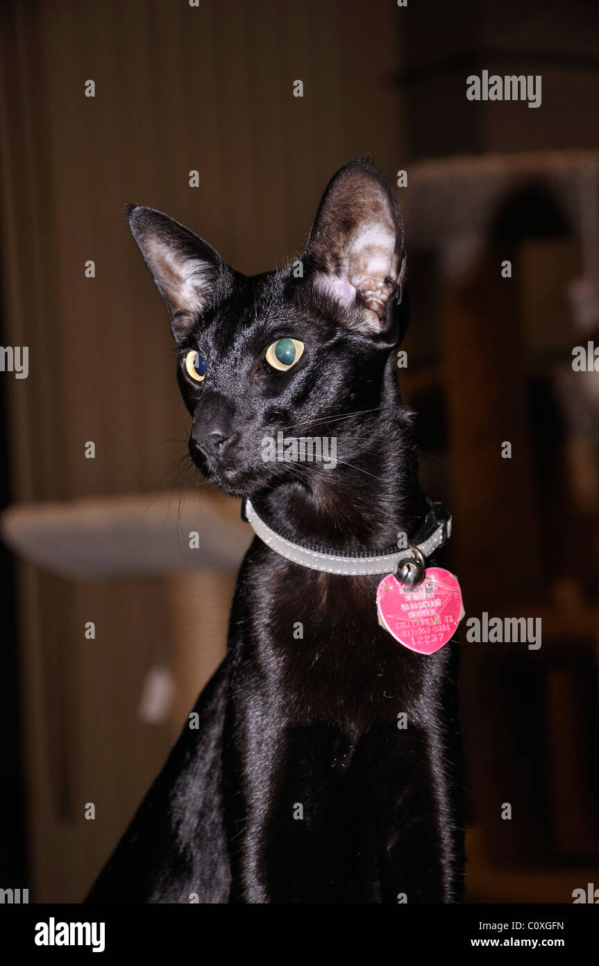 Schwarz Orientalisch Kurzhaar Katze - diese ist blind und hat seine Netzhaut fehlt Stockfoto