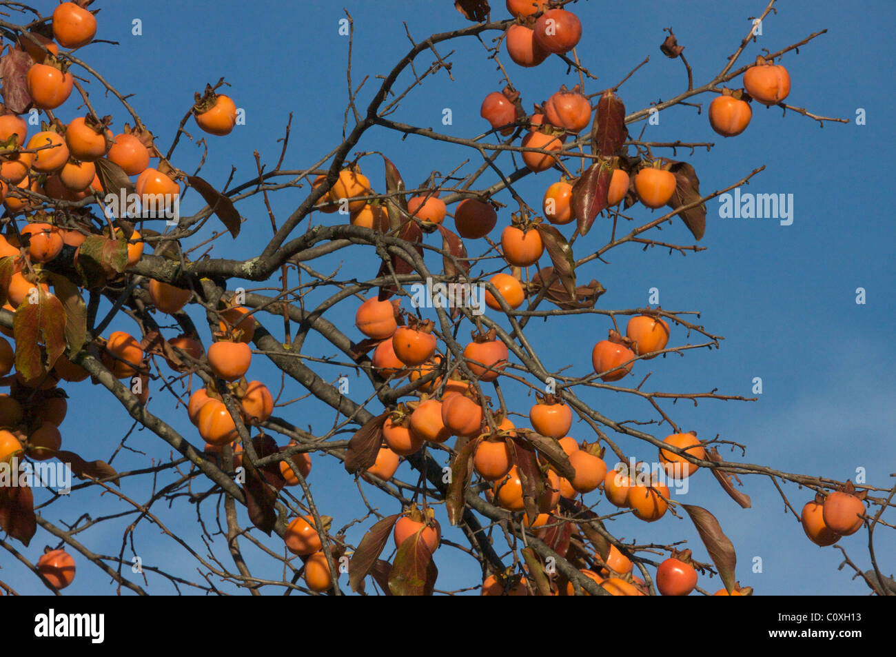 Auf dem Baum im blauen Himmel im Herbst in der Provence (Diospyros Lotus), Kaki Kaki (Kakipflaumen) Sur un Plaqueminier Stockfoto