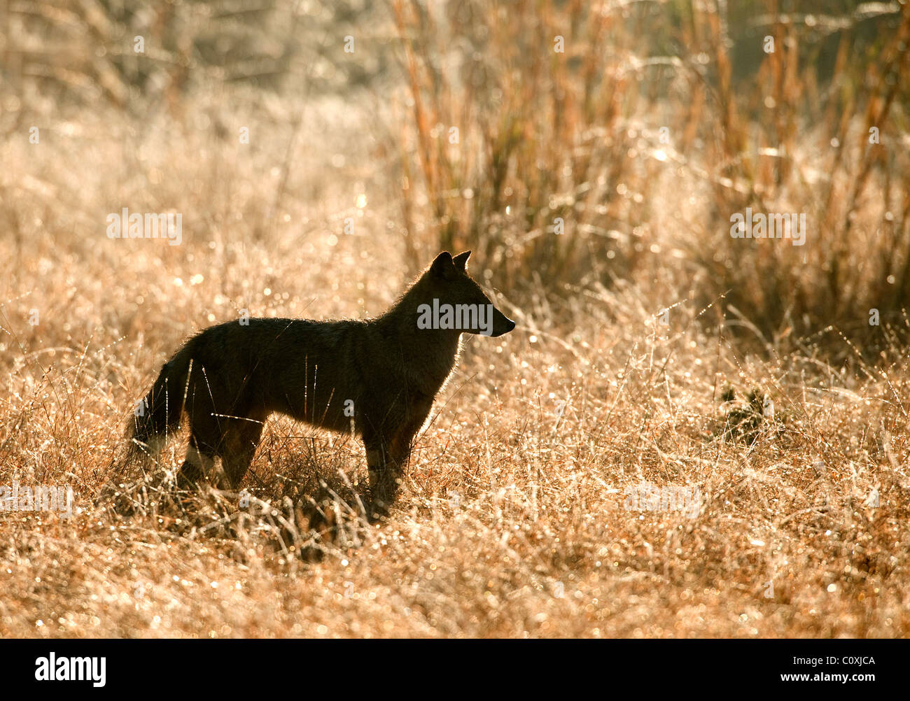 Goldene Schakal Canis Aureus Indien Stockfoto
