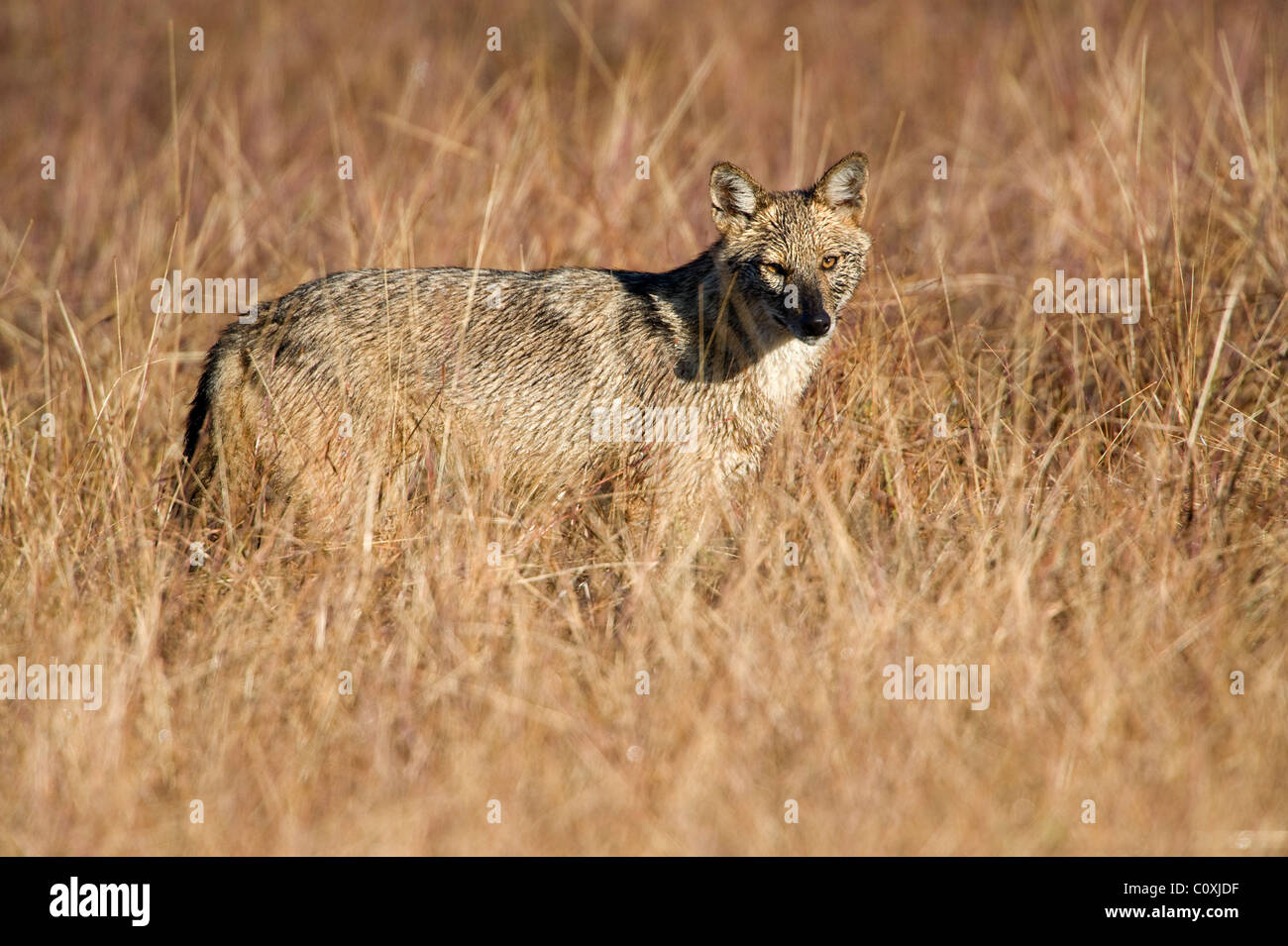 Goldene Schakal Canis Aureus Indien Stockfoto