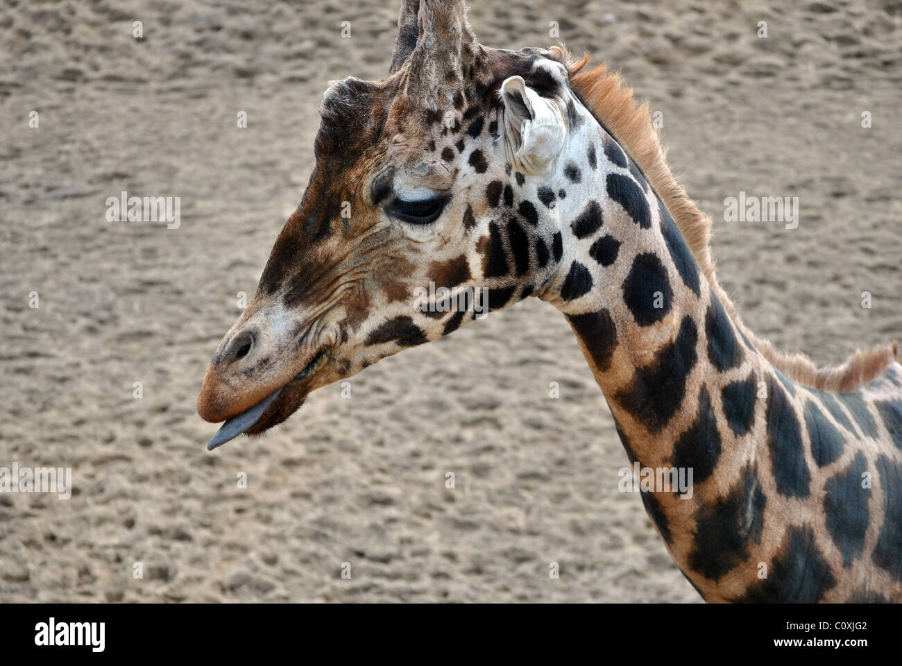 Rothschild-Giraffe mit seiner Zunge heraus Stockfoto