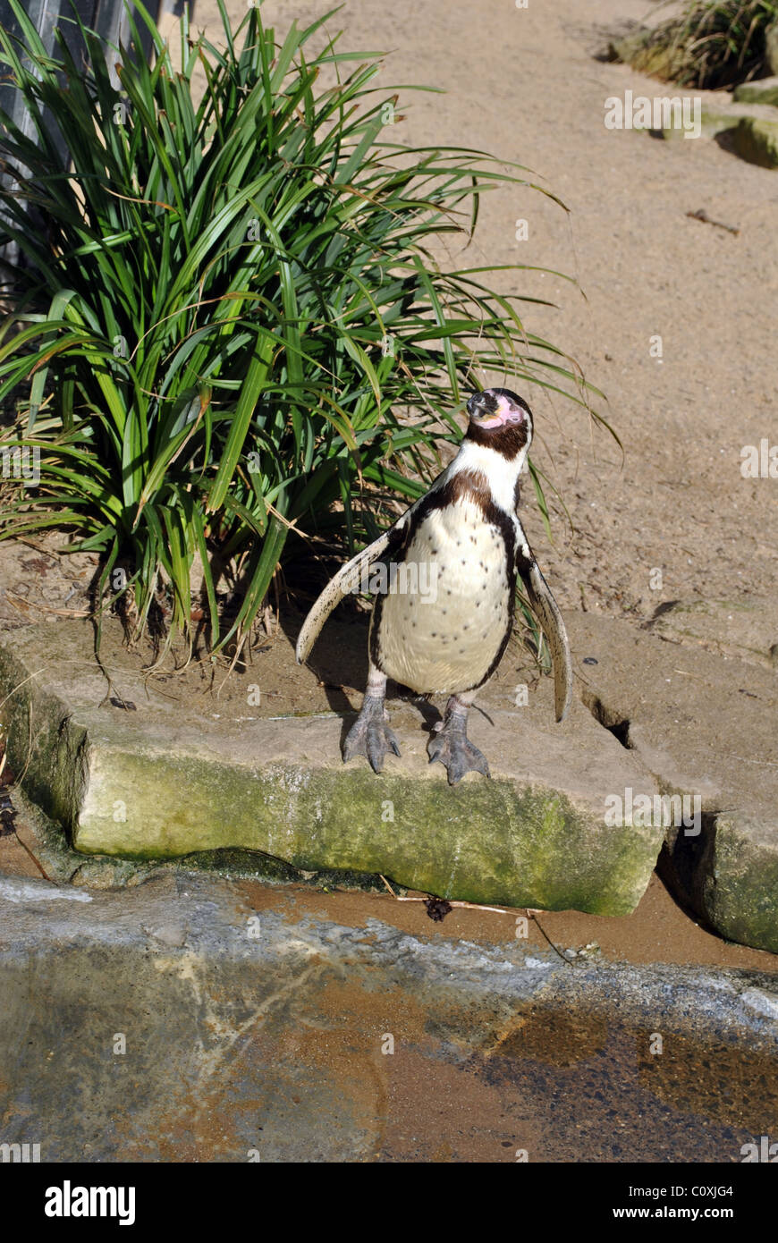 bereit für ein erfrischendes Bad kleinen Pinguin Stockfoto