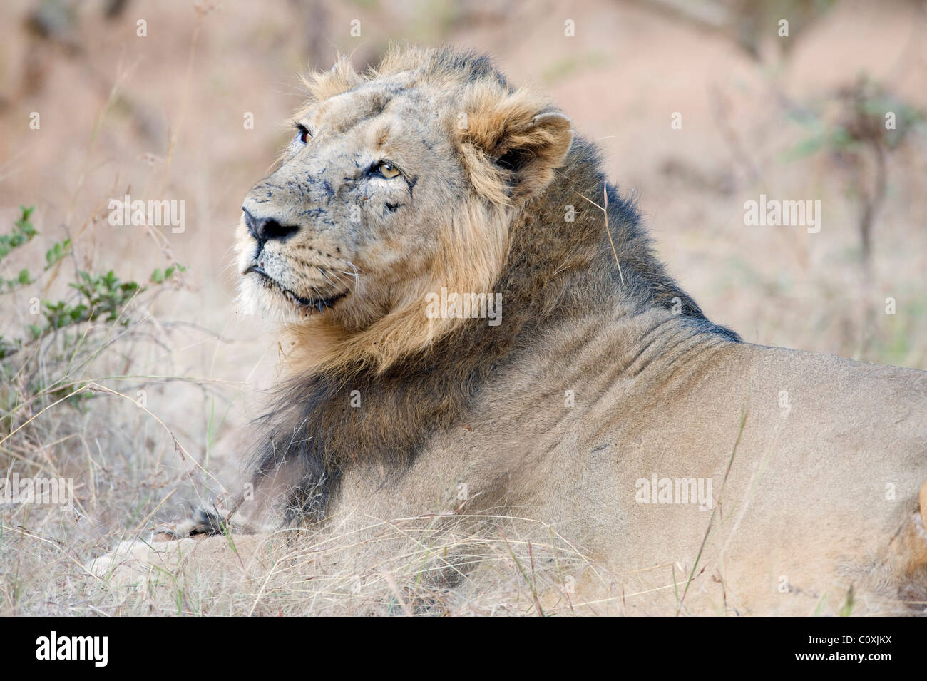 Asiatische Löwe Panthera Leo Persica Indien Stockfoto