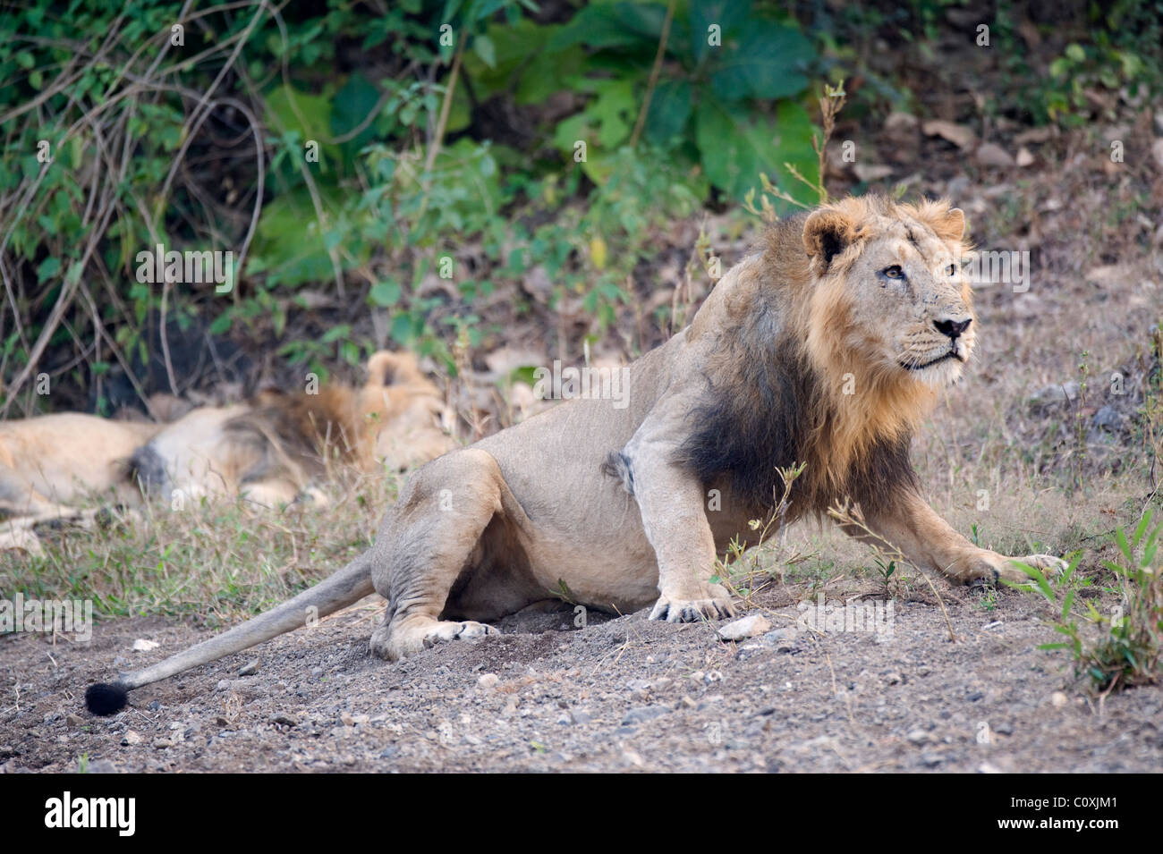 Asiatische Löwe Panthera Leo Persica Indien Stockfoto