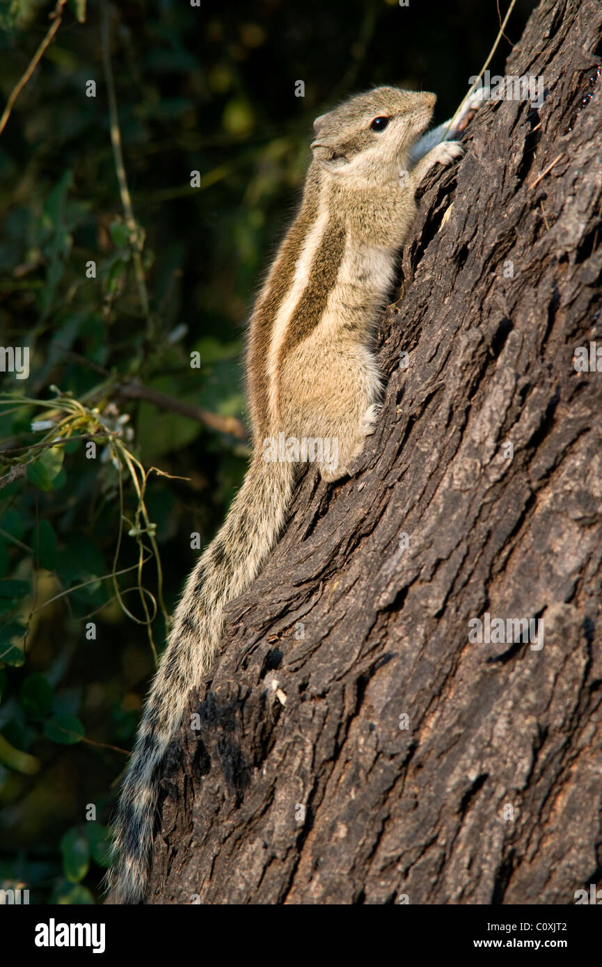 Fünf gestreift oder nördlichen Palm Eichhörnchen Funambulus Pennanti, Indien Stockfoto