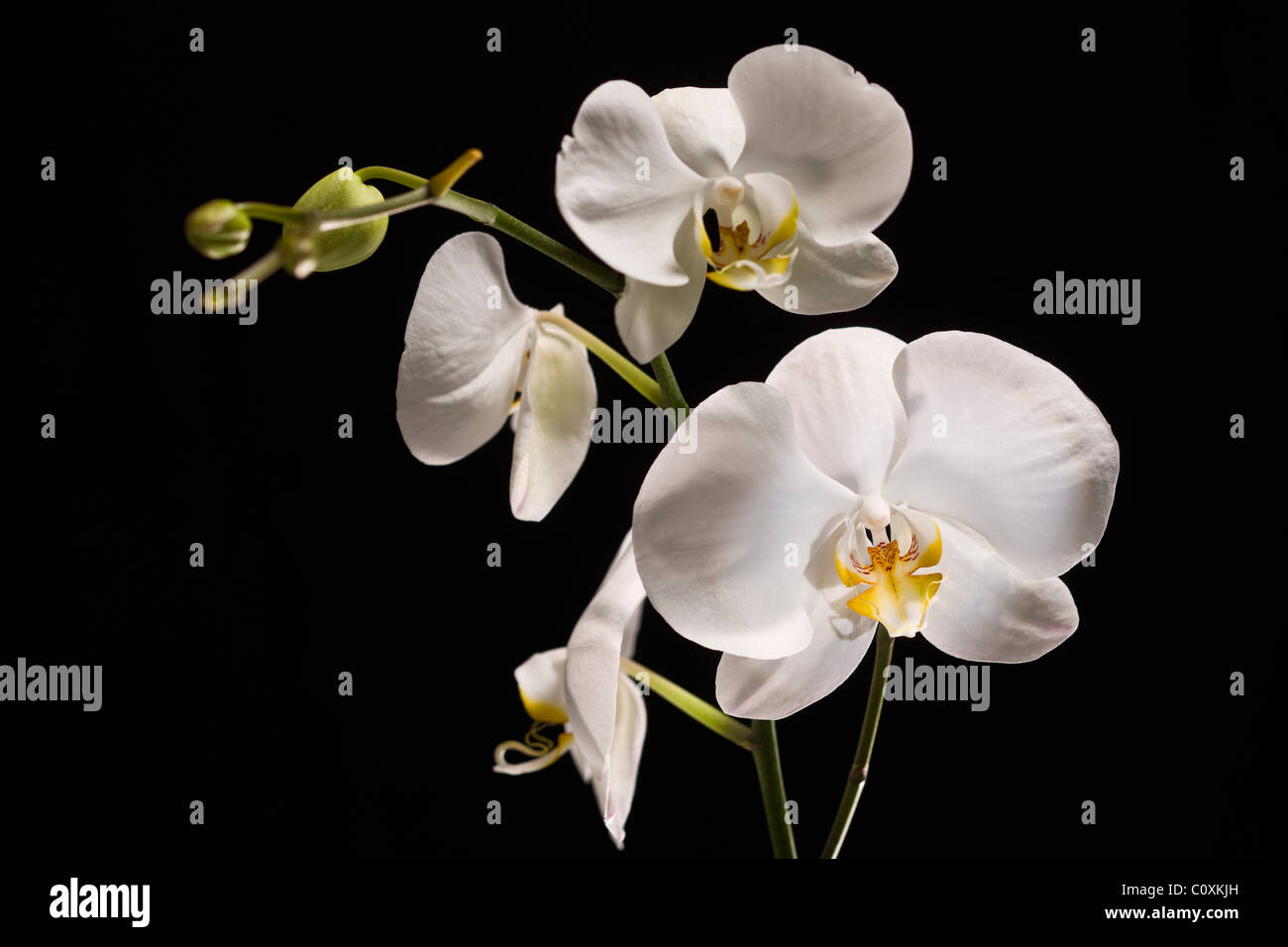 Weiße Orchidee Phalaenopsis Amabilis auf schwarzem Hintergrund Stockfoto