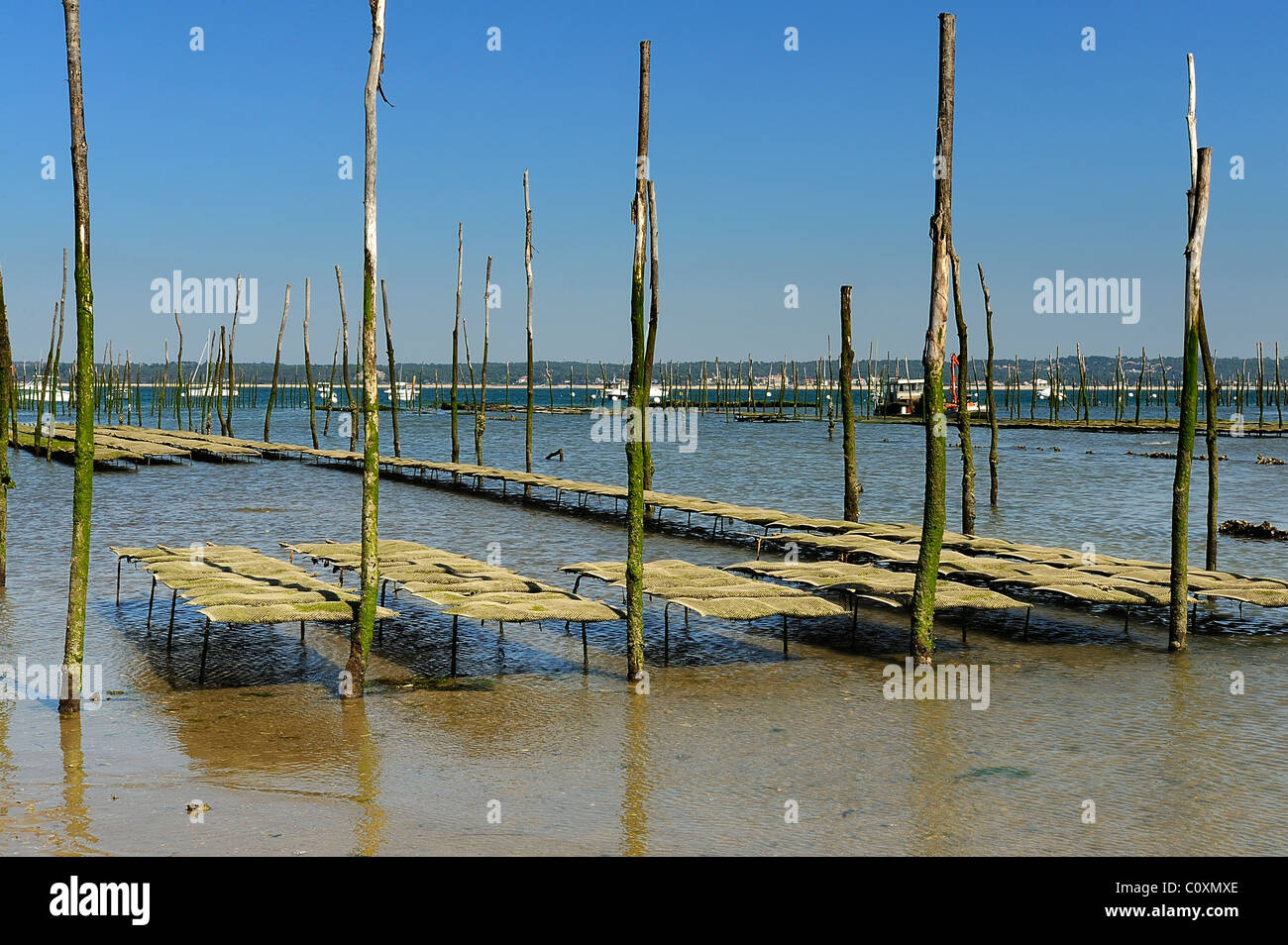 Auster ernten Betten grenzt an Polen in eine Austernfarm in d ' Arcachon, le Cap Ferret, Departement Gironde, Frankreich Stockfoto