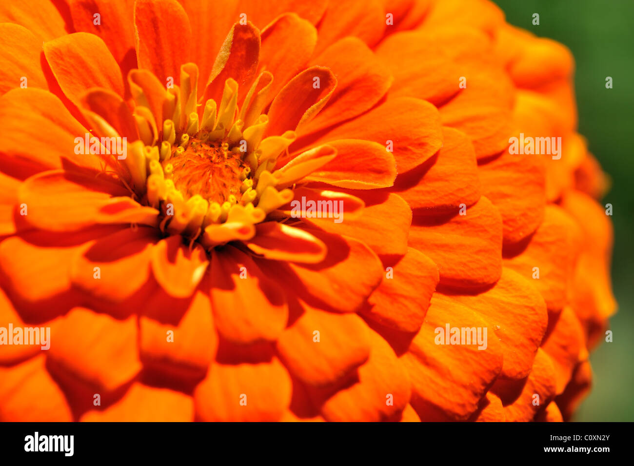 Goldene Chrysantheme Nahaufnahme. Flachen DOF, Fokus auf mittleren Blütenblätter Stockfoto