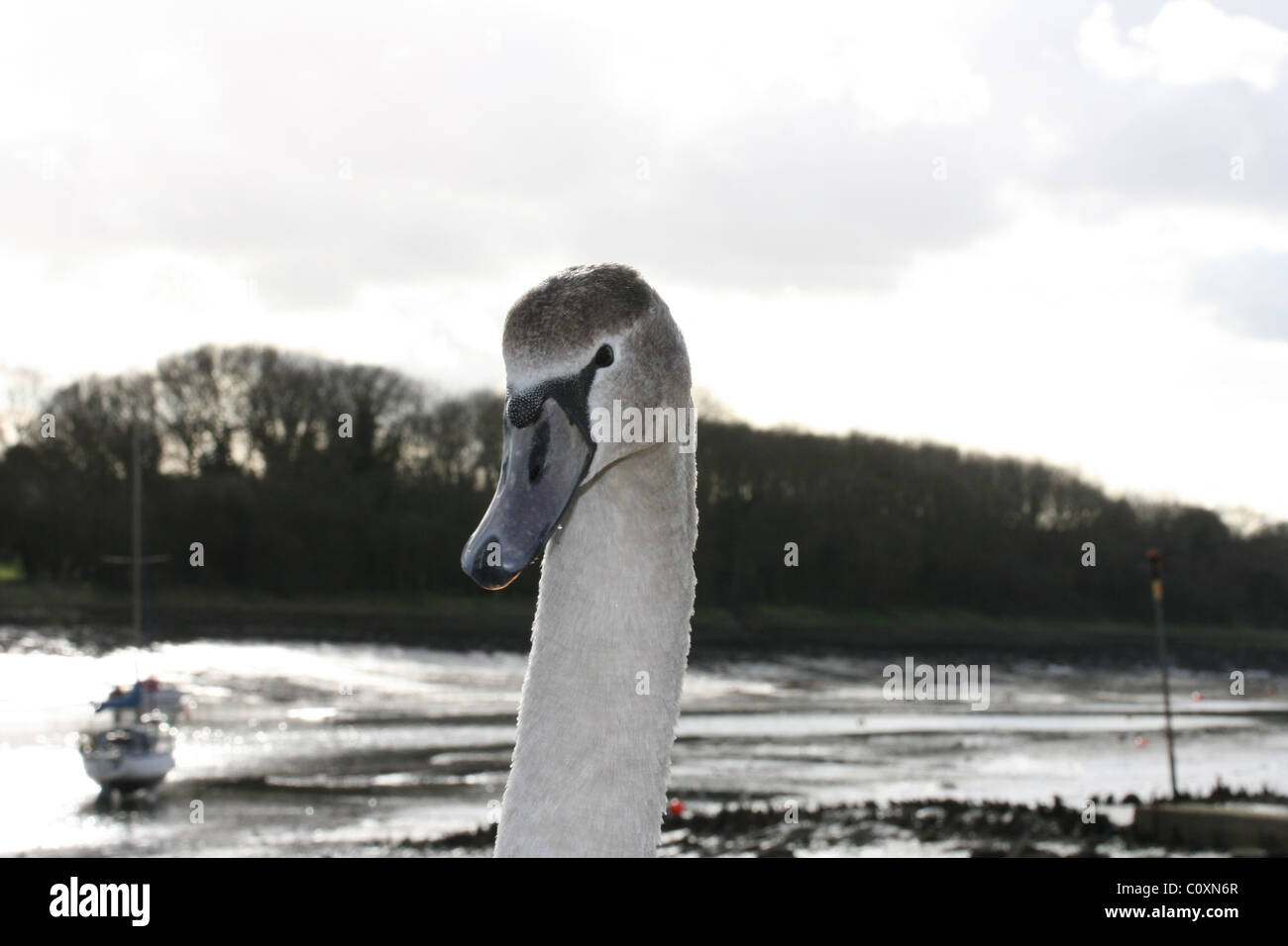Eine Nahaufnahme des Kopfes ein Höckerschwan auf dem River Crouch in Essex. Stockfoto