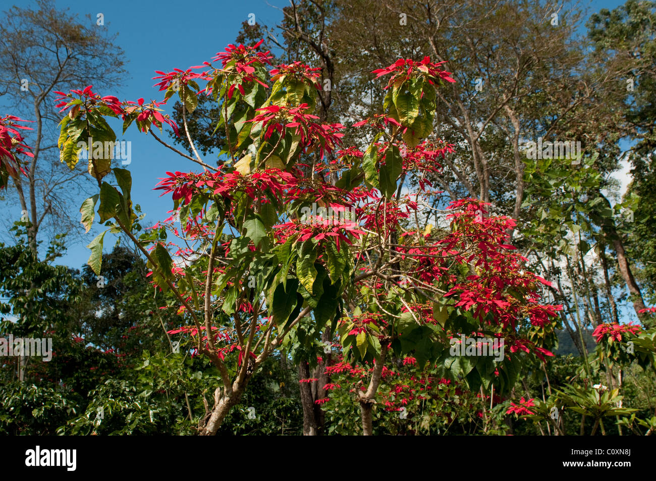 Weihnachtsstern-Baum, Bolaven Plateau, in der Nhe von Pakse, Laos  Stockfotografie - Alamy