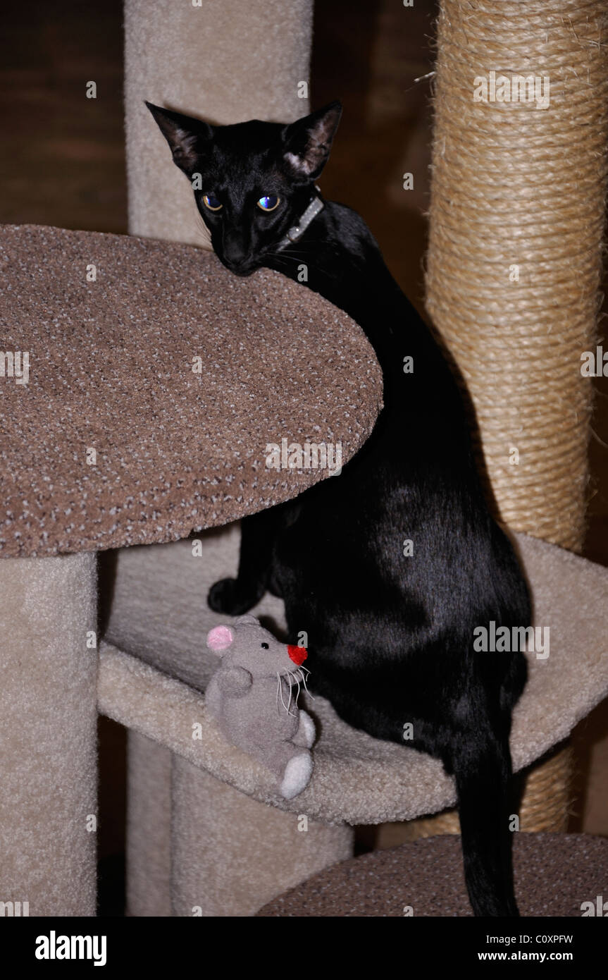 Schwarz Orientalisch Kurzhaar Katze - diese ist blind und hat seine Netzhaut fehlt Stockfoto