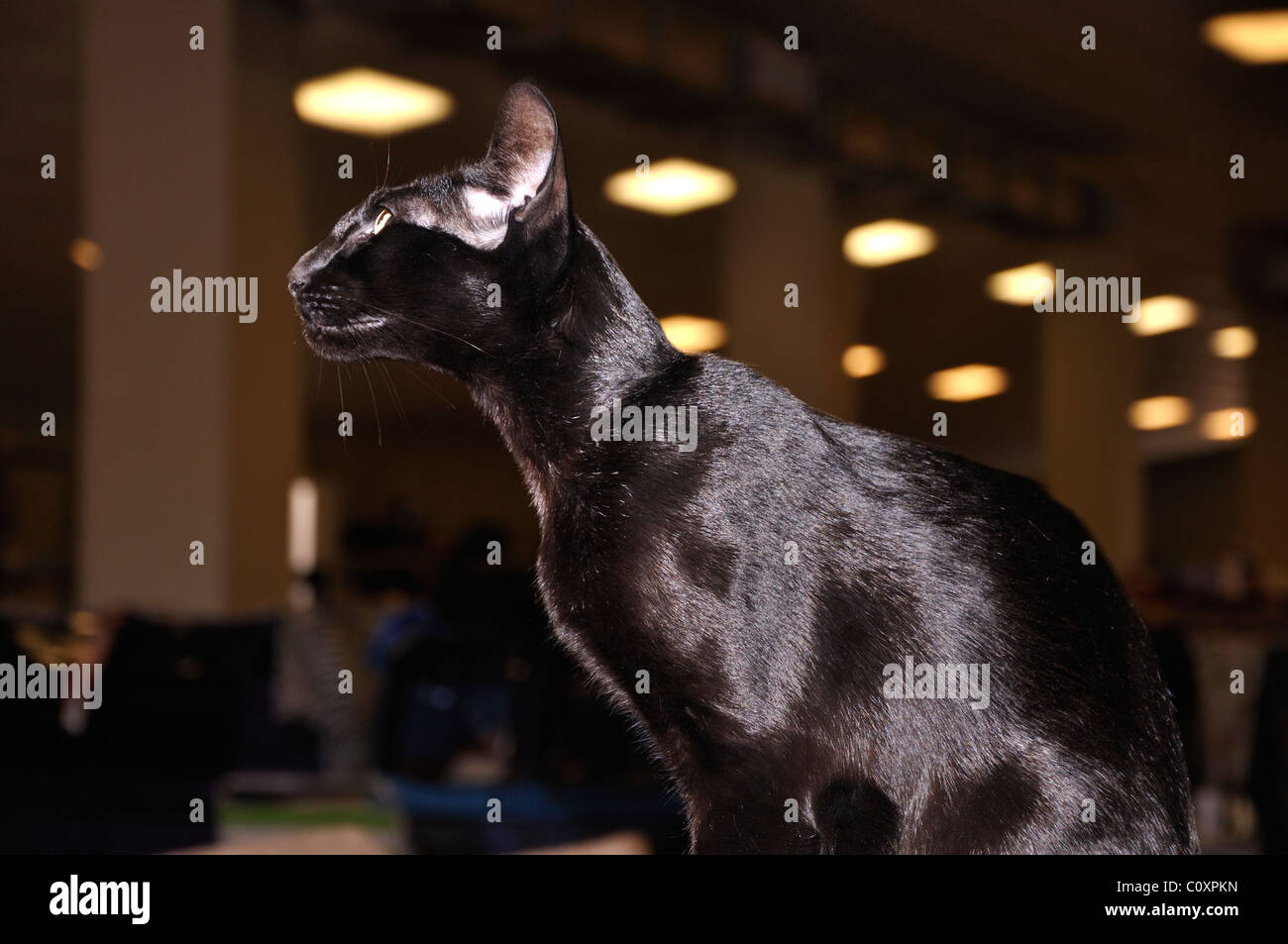 Schwarz Orientalisch Kurzhaar Katze Stockfoto