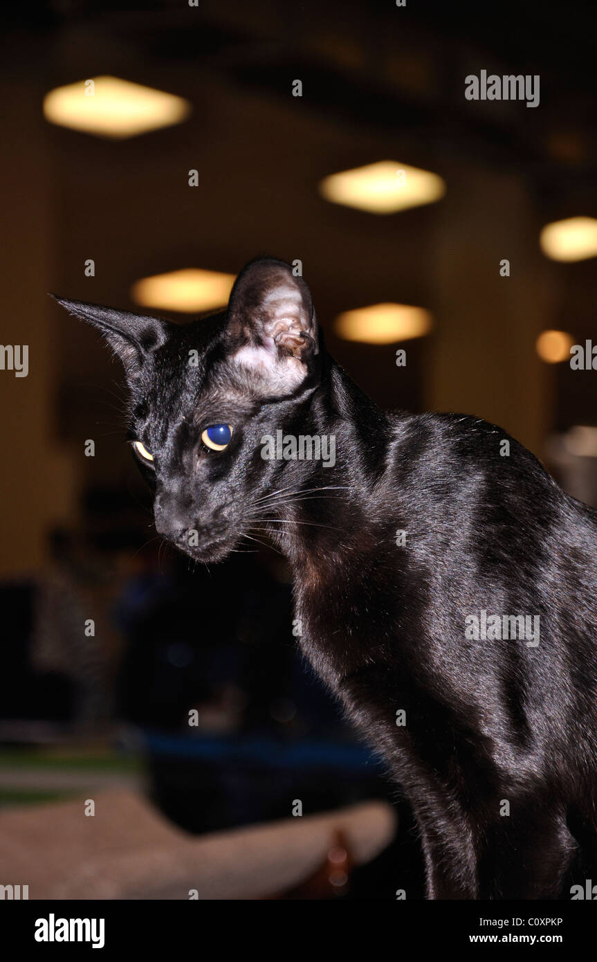 Schwarz Orientalisch Kurzhaar Katze - diese ist blind und hat seine Netzhaut fehlt Stockfoto