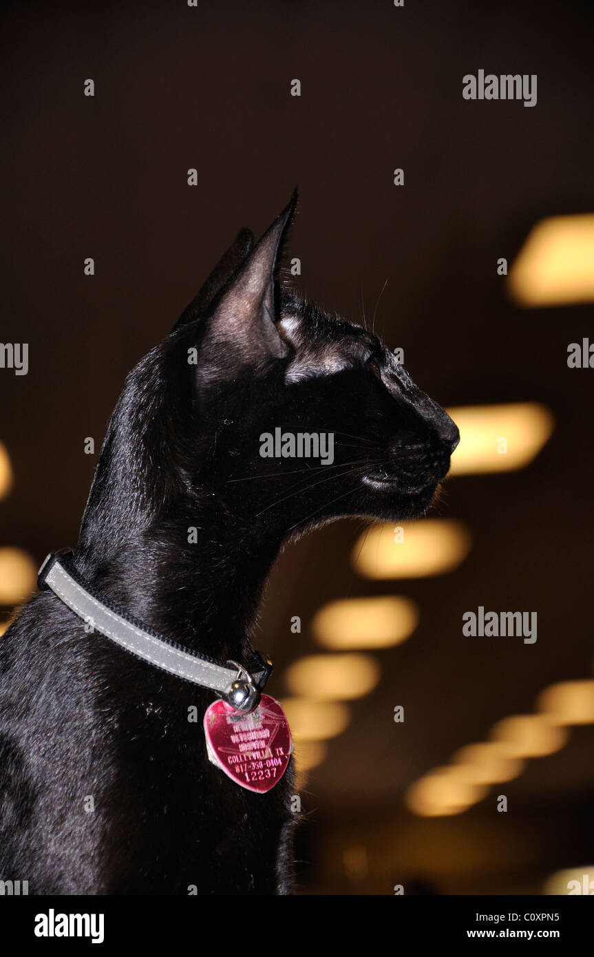 Schwarz Orientalisch Kurzhaar Katze Stockfoto