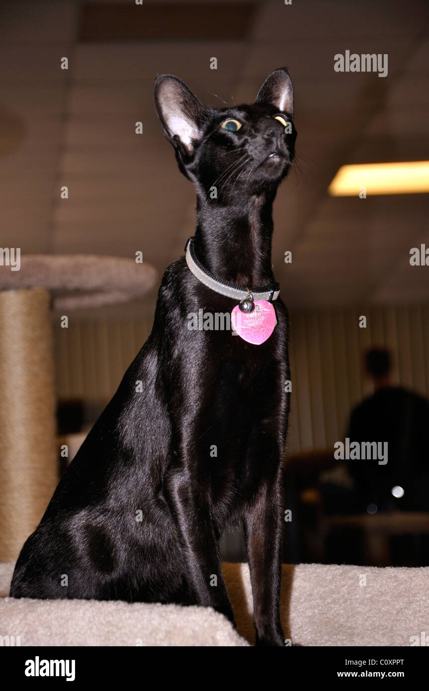 Schwarz Orientalisch Kurzhaar Katze - diese ist blind und hat seine Netzhaut fehlt Stockfoto