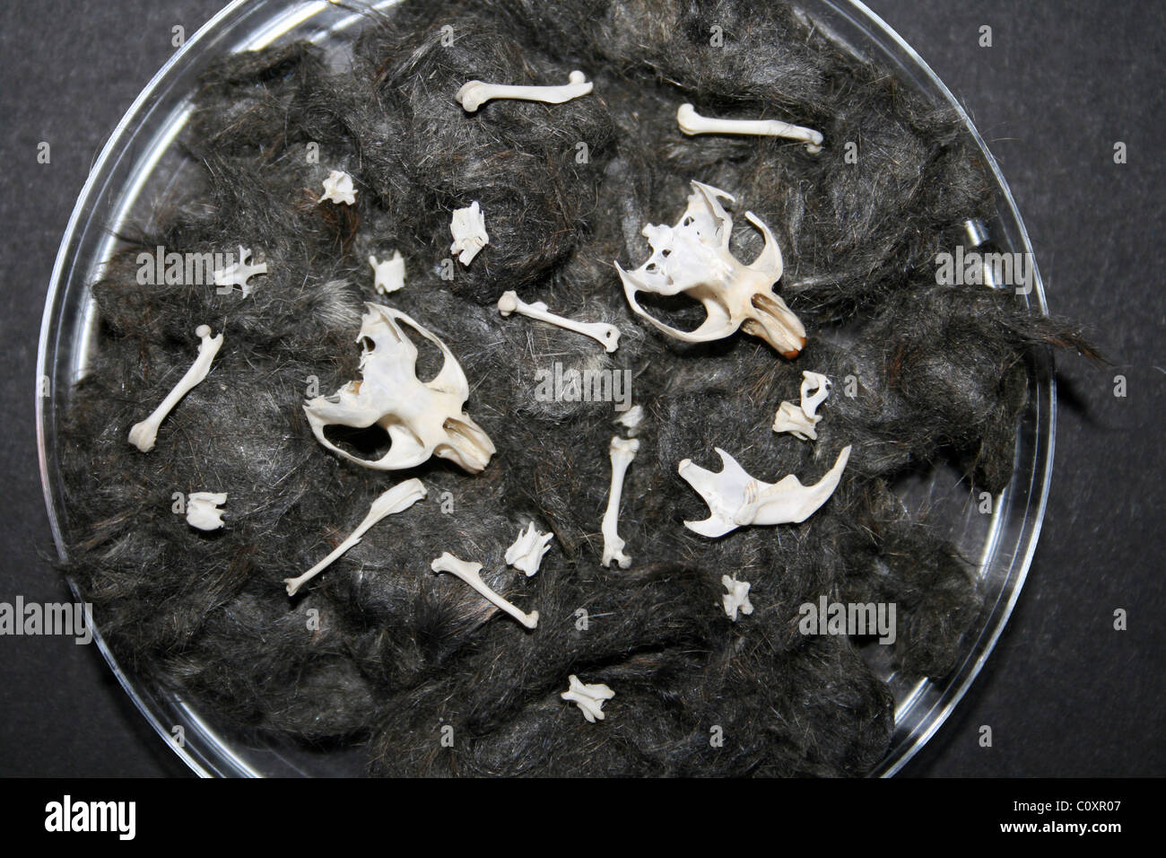 Feld (aka Kurzschwanz-) Wühlmaus Microtus Agrestis Schädel und Knochen entfernt von A Barn Owl Pellet Stockfoto