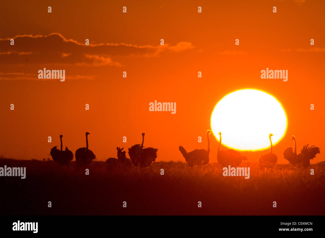 Strauße (Struthio Camelus) Silhouette von der untergehenden Sonne, in der Nähe von Jacks Camp, Makgadikgadi Pfanne, Botswana Stockfoto