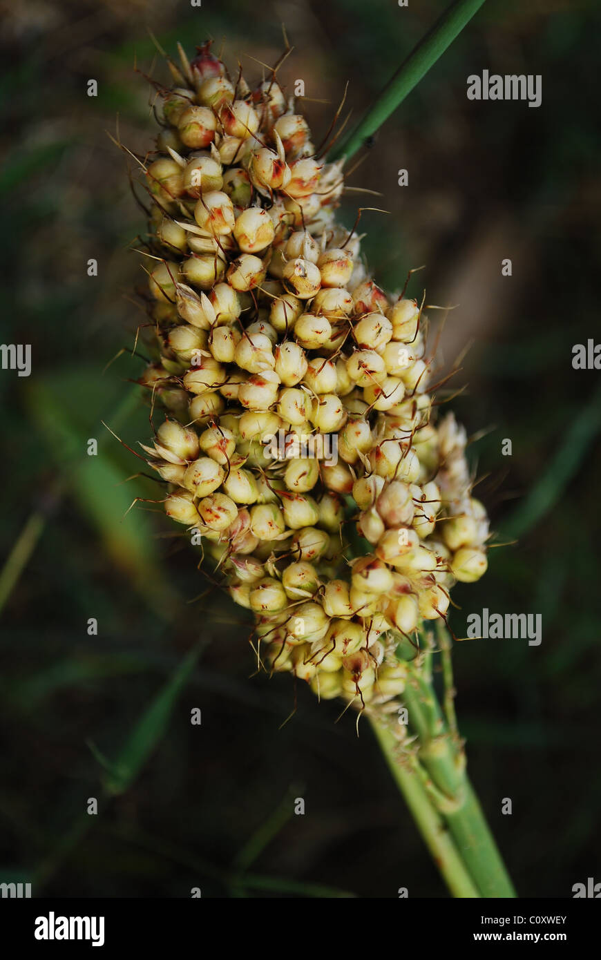 Sorghum Ernte Stockfoto