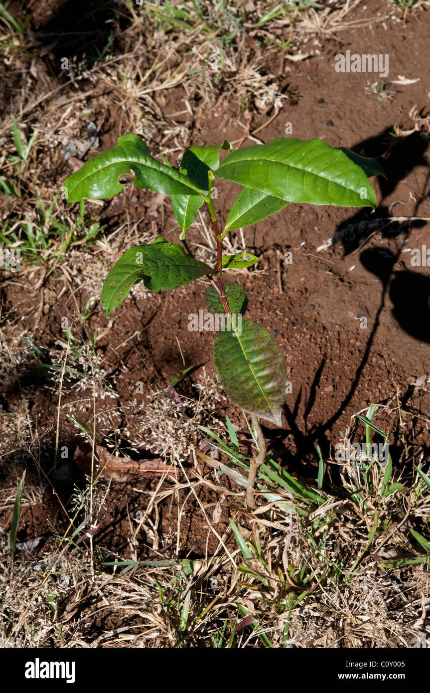 Ein eineinhalb Jahre alte Teepflanze, Teeplantage, Bolaven-Plateau, in der Nähe von Pakse, Laos Stockfoto