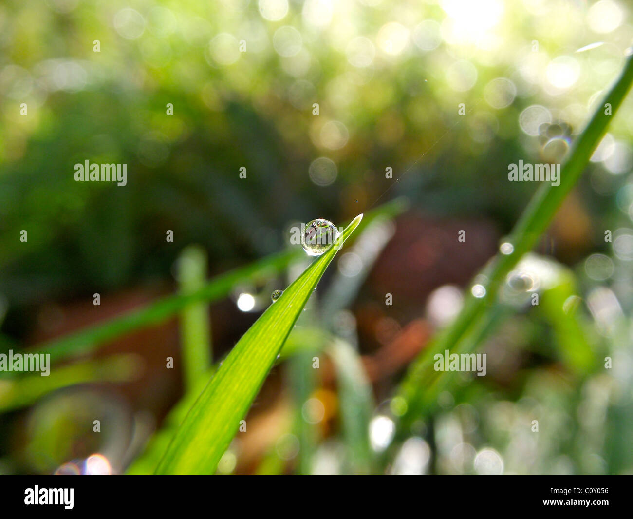 Regen Tropfen auf Rasen perfekt Dew drop. Stockfoto