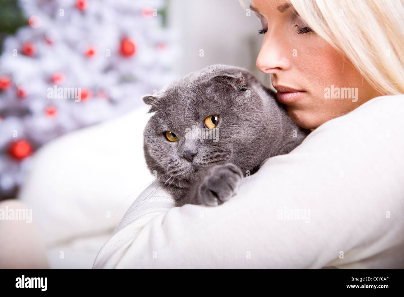 Xmas-Porträt einer Katze Stockfoto