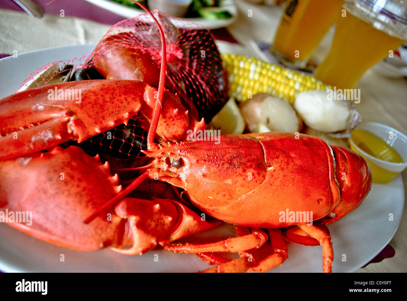 Gekochter Hummer mit Muscheln, Korn und Bier. Stockfoto