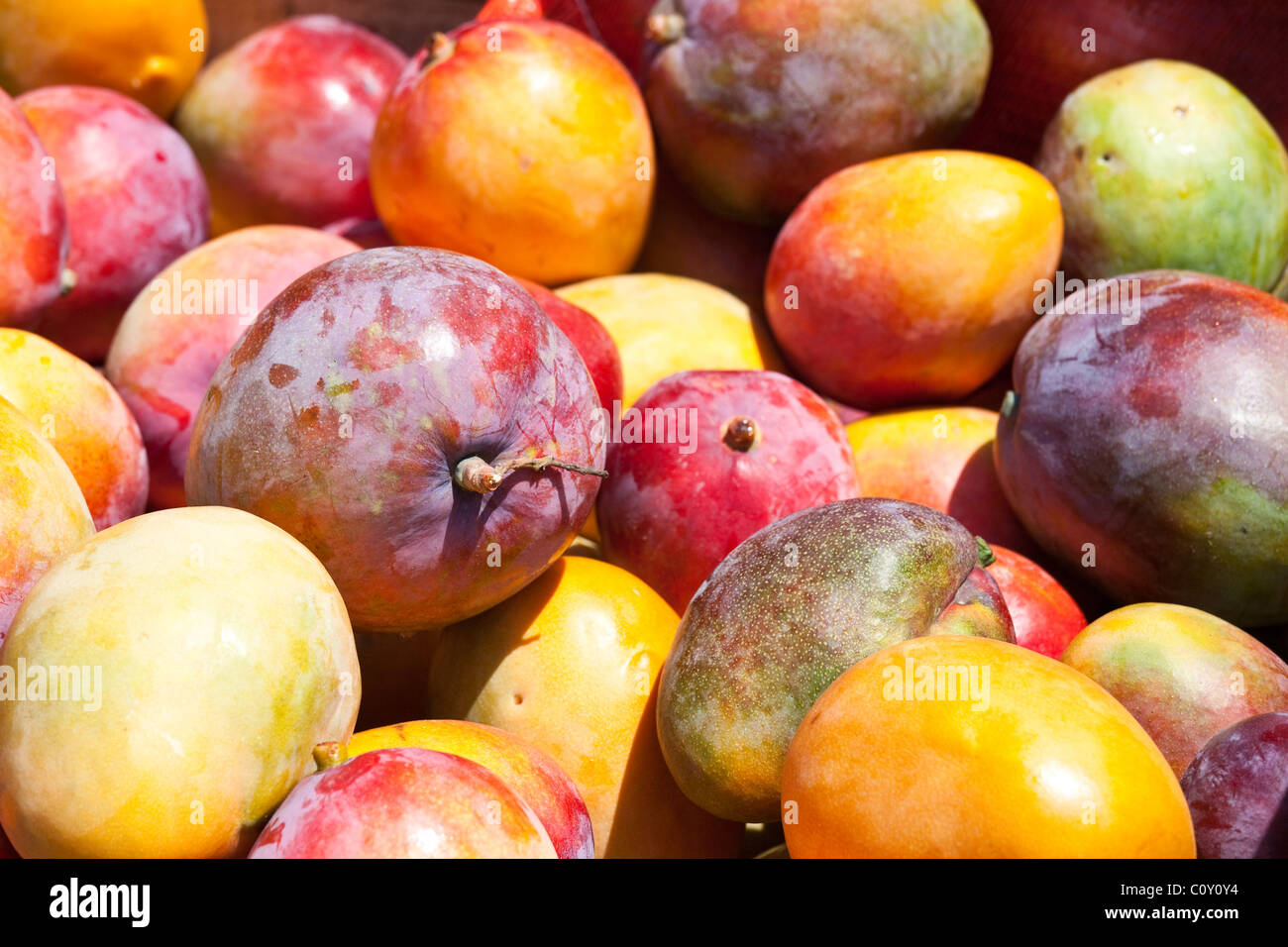 Frische Mango, Feira São Joaquim Markt in Salvador, Bahia, Brasilien Stockfoto