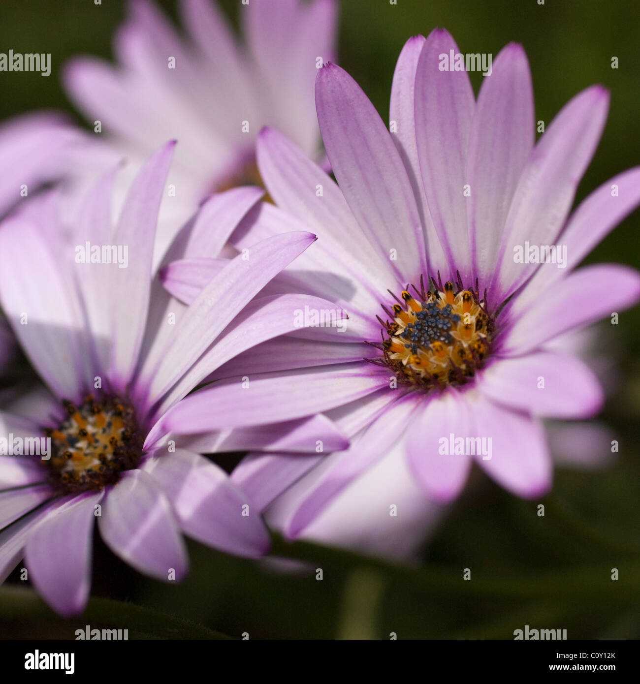 Aster 'Little Carlow' schöne Daisy wie Blumen Stockfoto