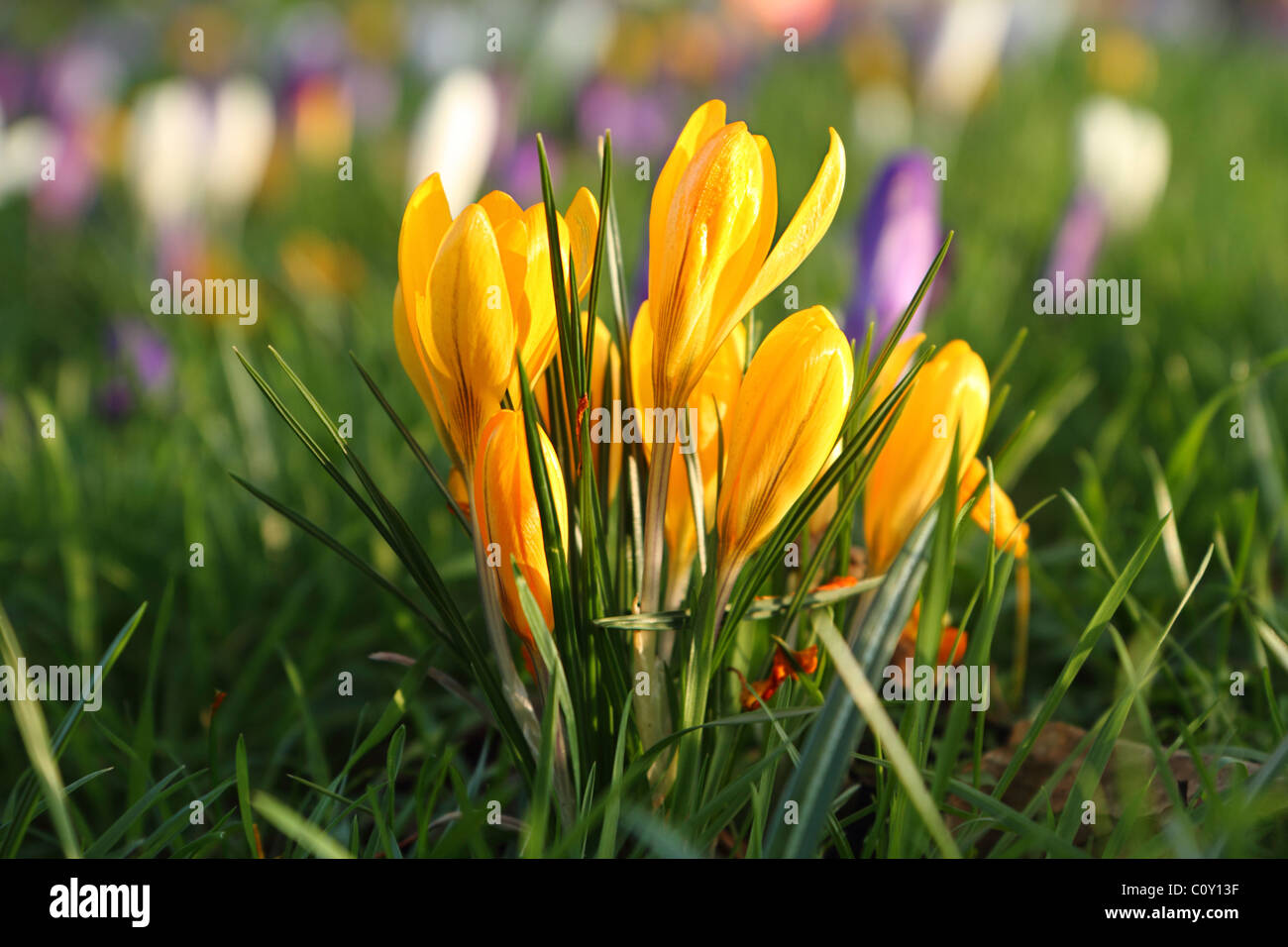 Gelb Frühling Krokusse, Kent UK Stockfoto