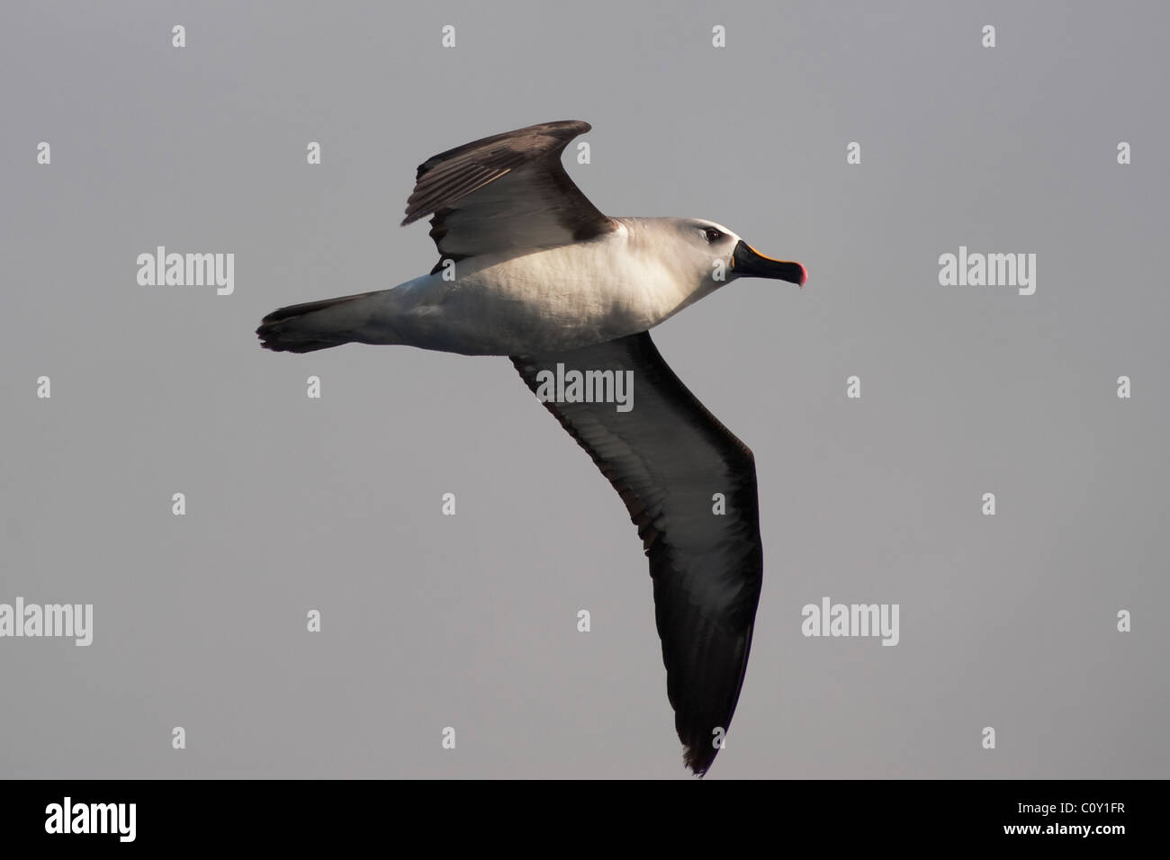 Atlantische gelb-nosed Albatross (Thalassarche Chlororhynchos Chlororhynchos) Altvogel schweben. Aus der Insel Tristan. Stockfoto