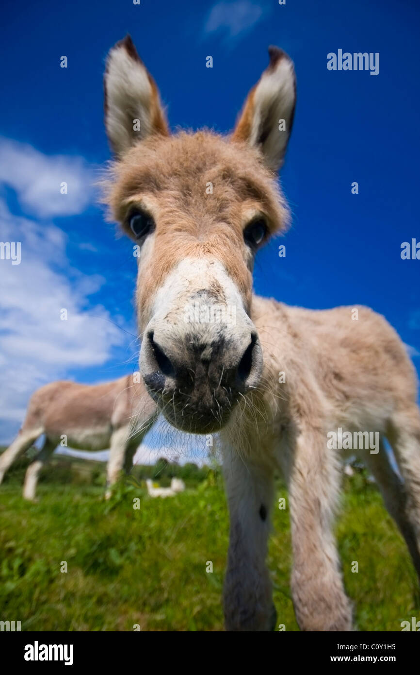 Neugierige kleine Esel in einem grünen Feld Stockfoto