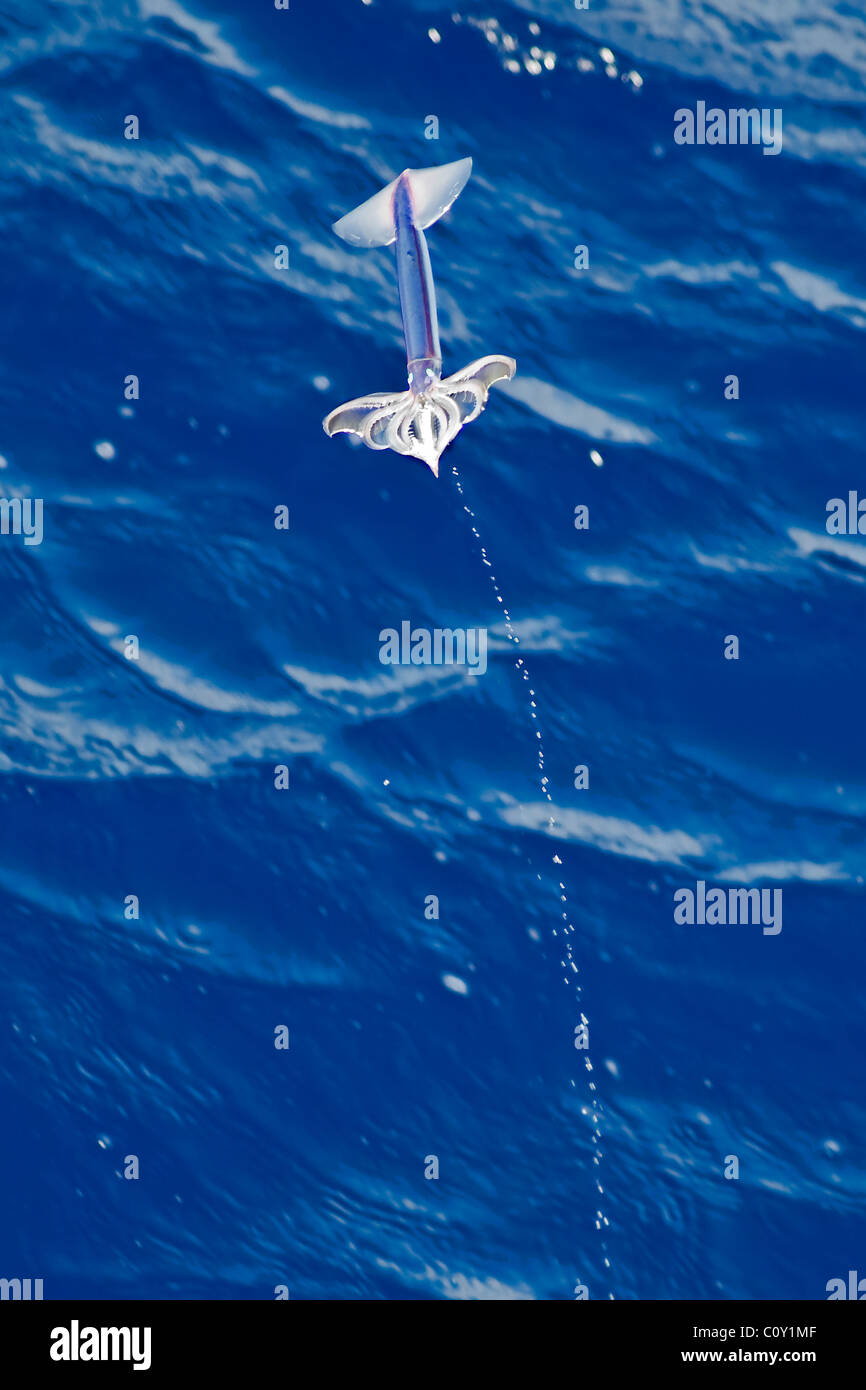 Flying Squid-Arten in der Luft Wasser eine Spur hinter sich, etwa 100 nm nördlich von Tristan Da Cunha, Süd-Atlantik. Stockfoto