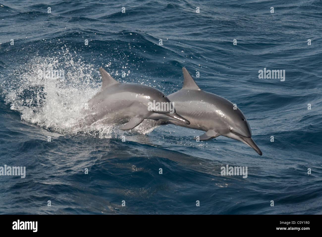 Hawaii/grauen Delfinen, Stenella Longirostris, Porpoising, Malediven, Indischer Ozean. Stockfoto