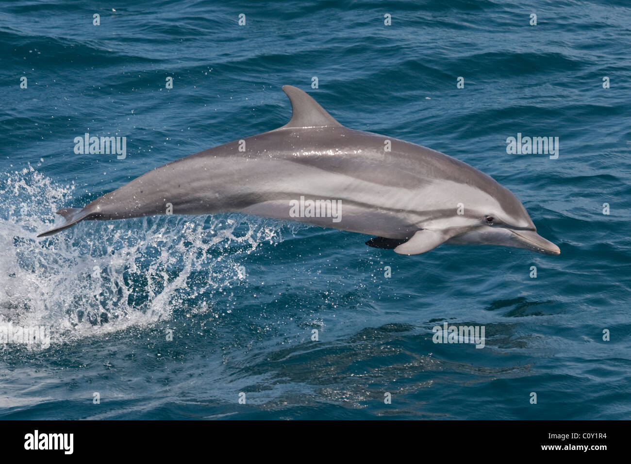 Gestreift, Delphin, Stenella Coeruleoalba, Porpoising, Malediven, Indischer Ozean. Stockfoto